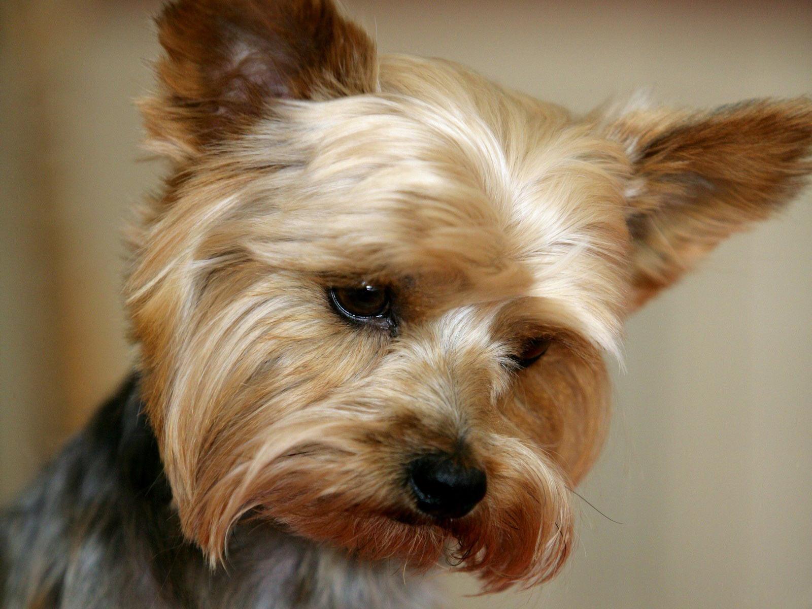 339380 descargar imagen yorkshire terrier, animales, perro, perros: fondos de pantalla y protectores de pantalla gratis