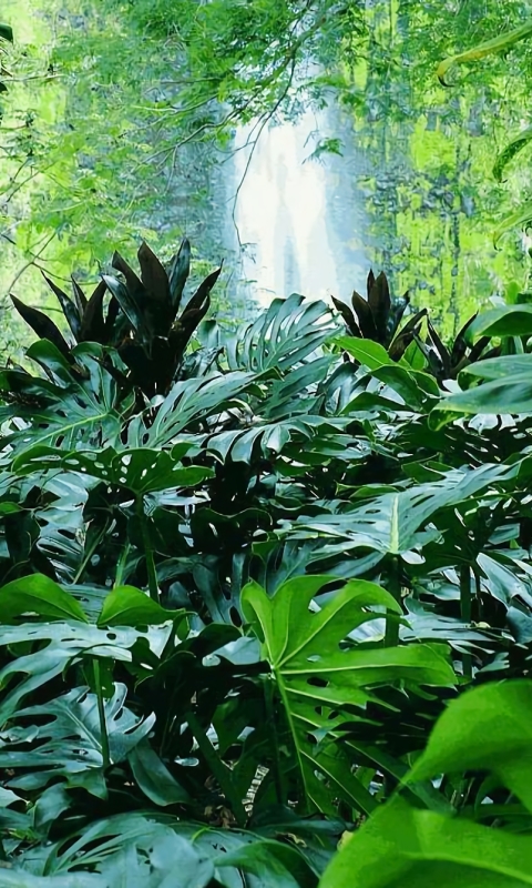 Download mobile wallpaper Waterfall, Forest, Earth, Tropical, Jungle for free.