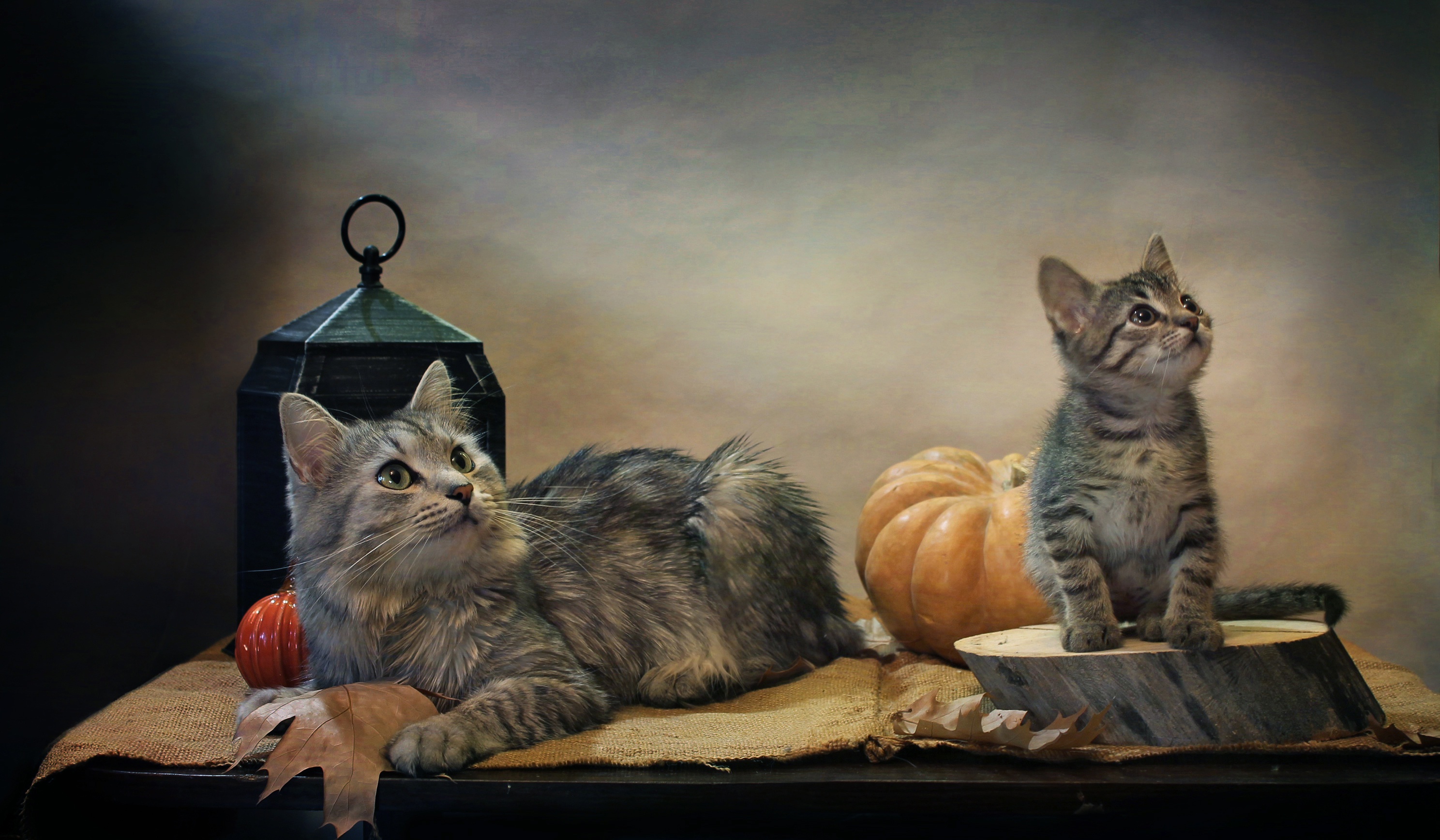 Download mobile wallpaper Cats, Pumpkin, Cat, Kitten, Lantern, Animal, Burlap for free.