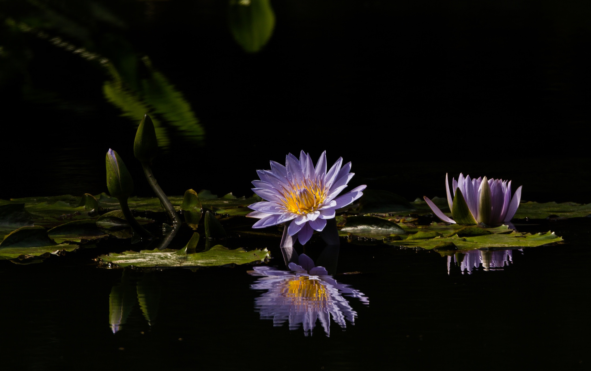 Laden Sie das Natur, Blumen, Lotus, Blume, Lila Blume, Erde/natur, Spiegelung-Bild kostenlos auf Ihren PC-Desktop herunter