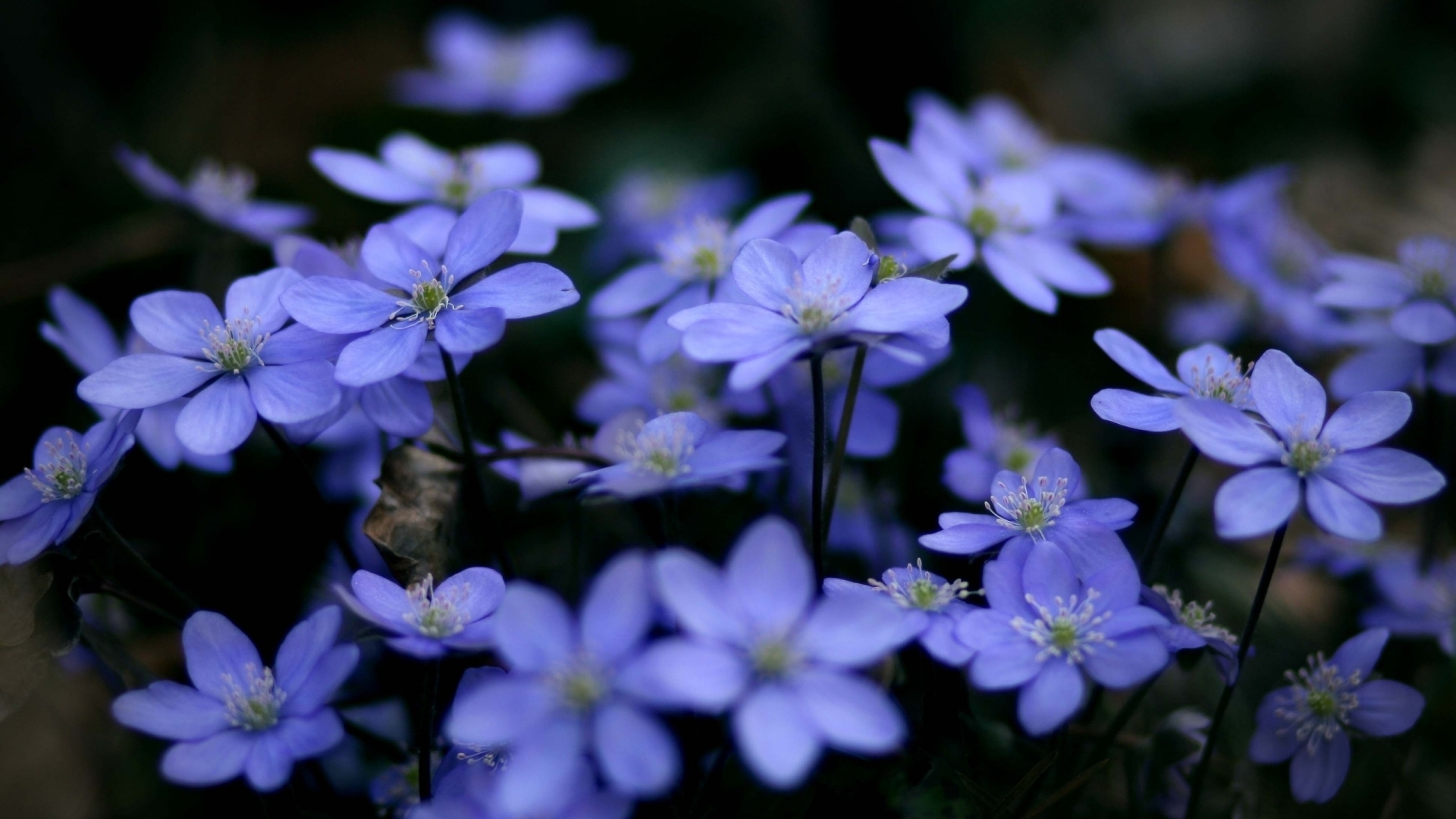 43115 скачать картинку цветы, фиалки, растения, синие - обои и заставки бесплатно