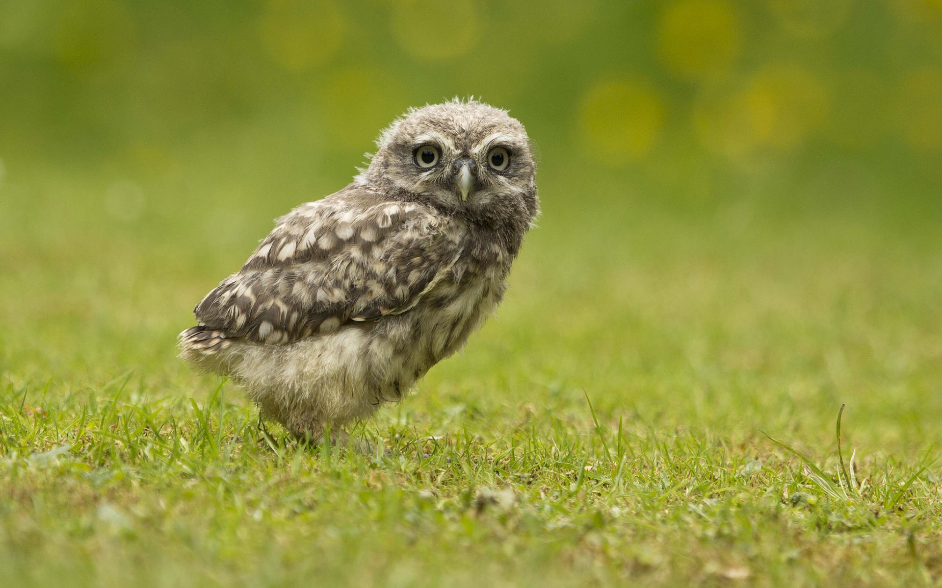 Téléchargez des papiers peints mobile Animaux, Hibou, Des Oiseaux gratuitement.