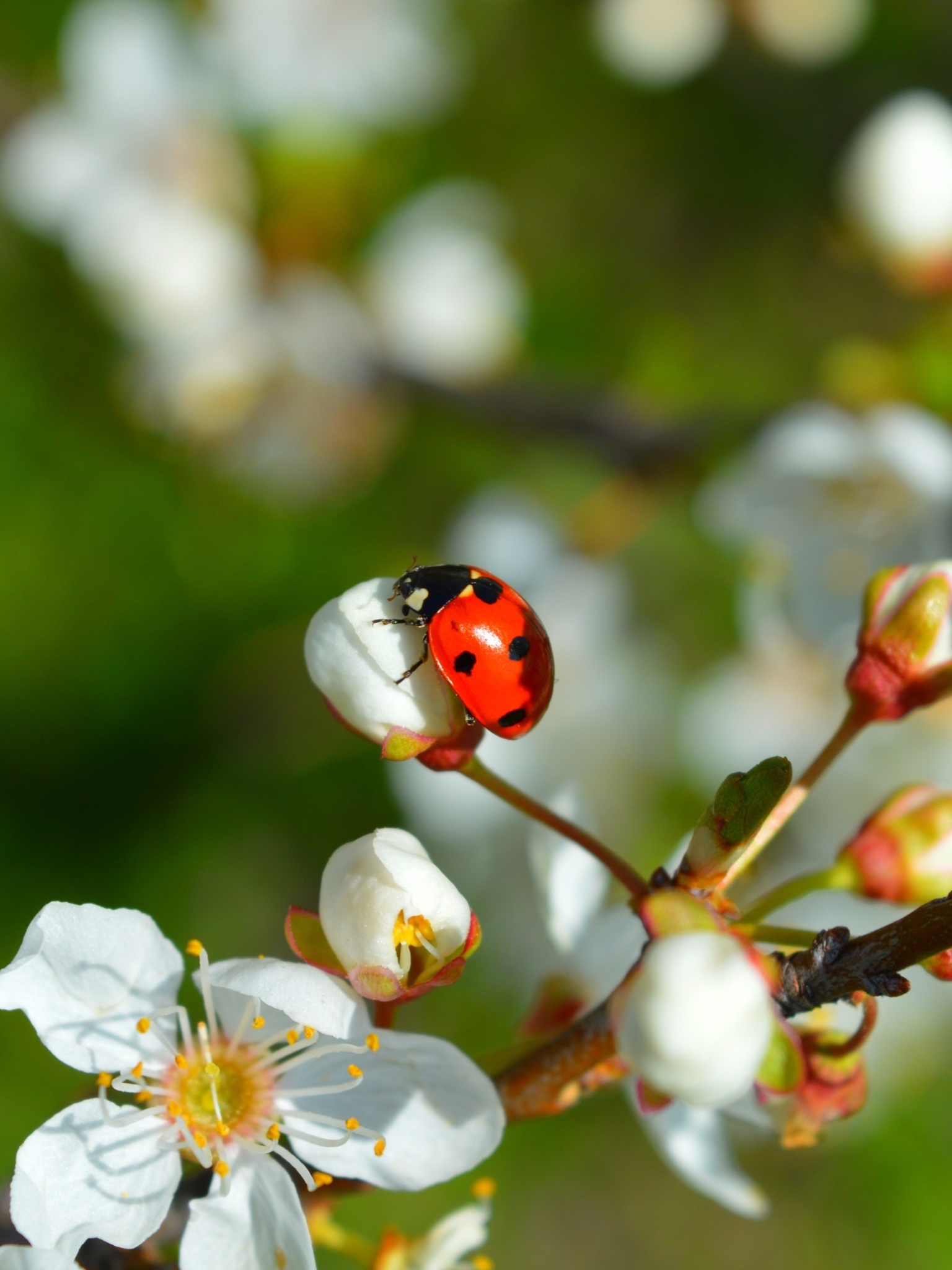 Download mobile wallpaper Flower, Insect, Animal, Ladybug, Spring, White Flower, Blossom for free.