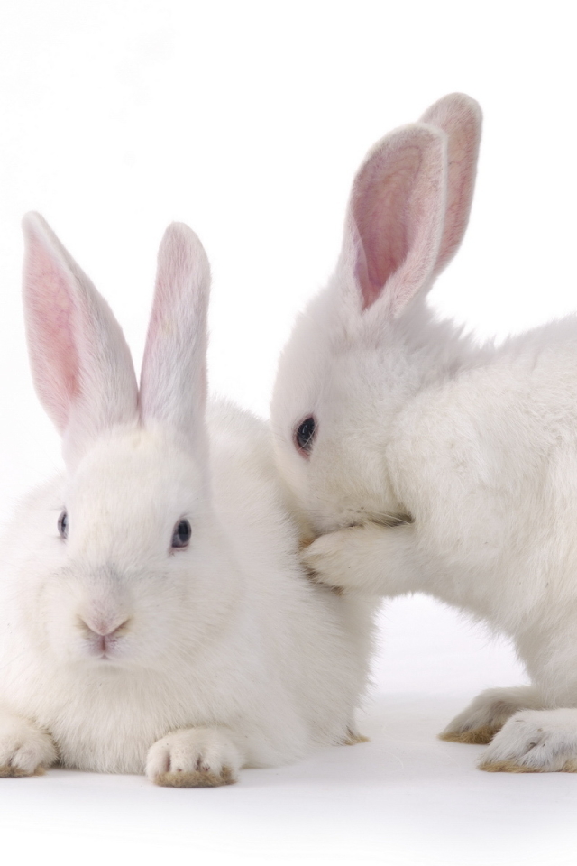 Download mobile wallpaper Animal, Rabbit for free.