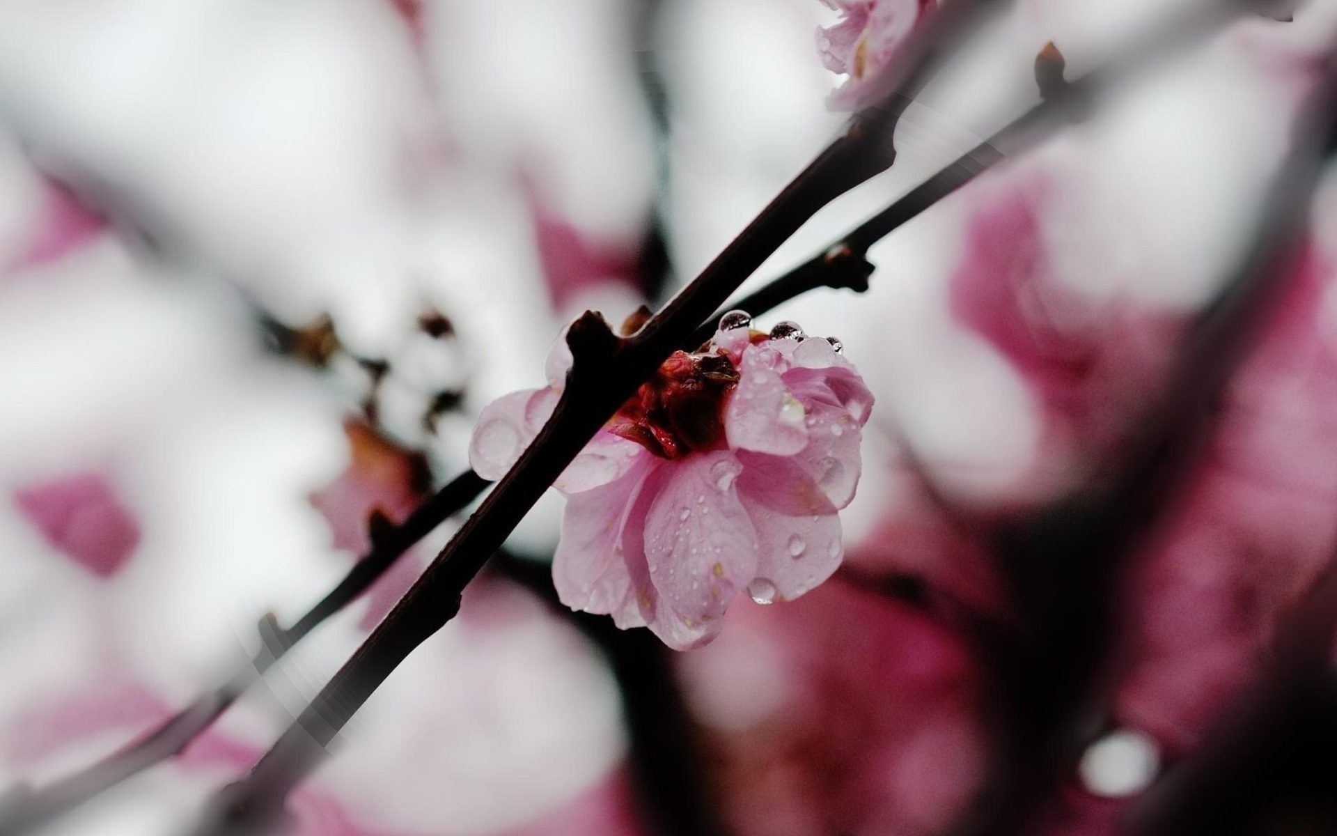 Descarga gratis la imagen Flores, Florecer, Tierra/naturaleza en el escritorio de tu PC