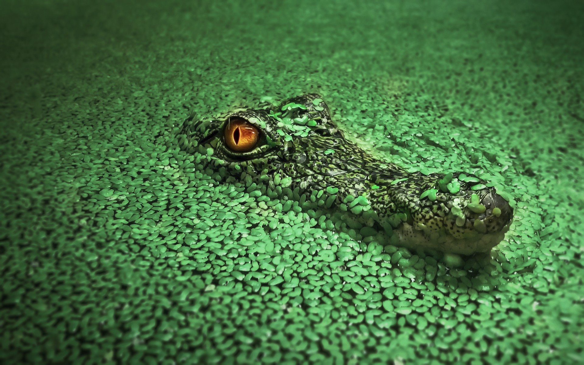 383094 descargar imagen animales, cocodrilo, reptiles: fondos de pantalla y protectores de pantalla gratis