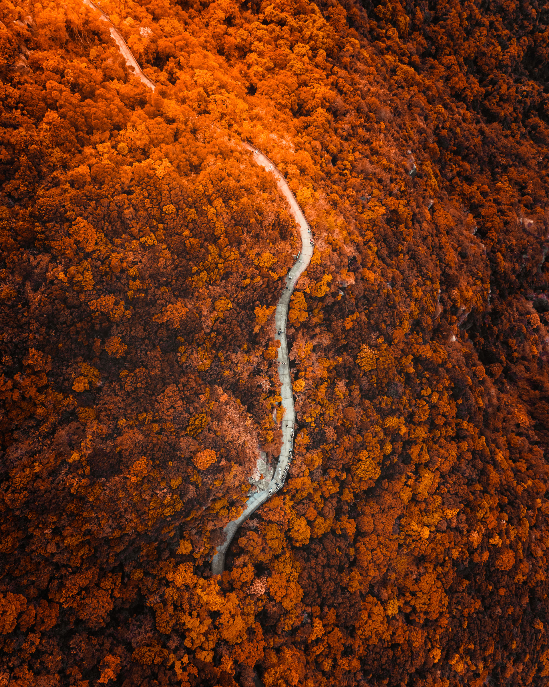 nature, view from above, mountain, forest, slope, track