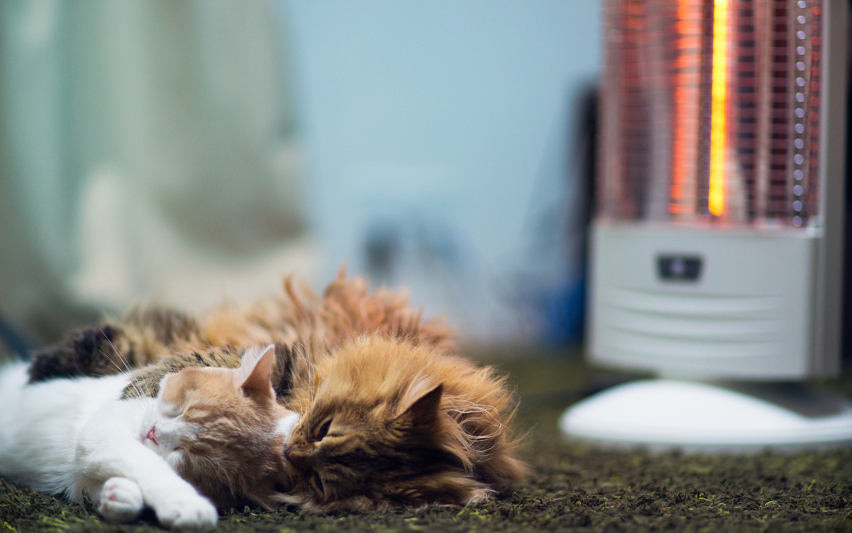 Baixe gratuitamente a imagem Animais, Gatos, Gato na área de trabalho do seu PC