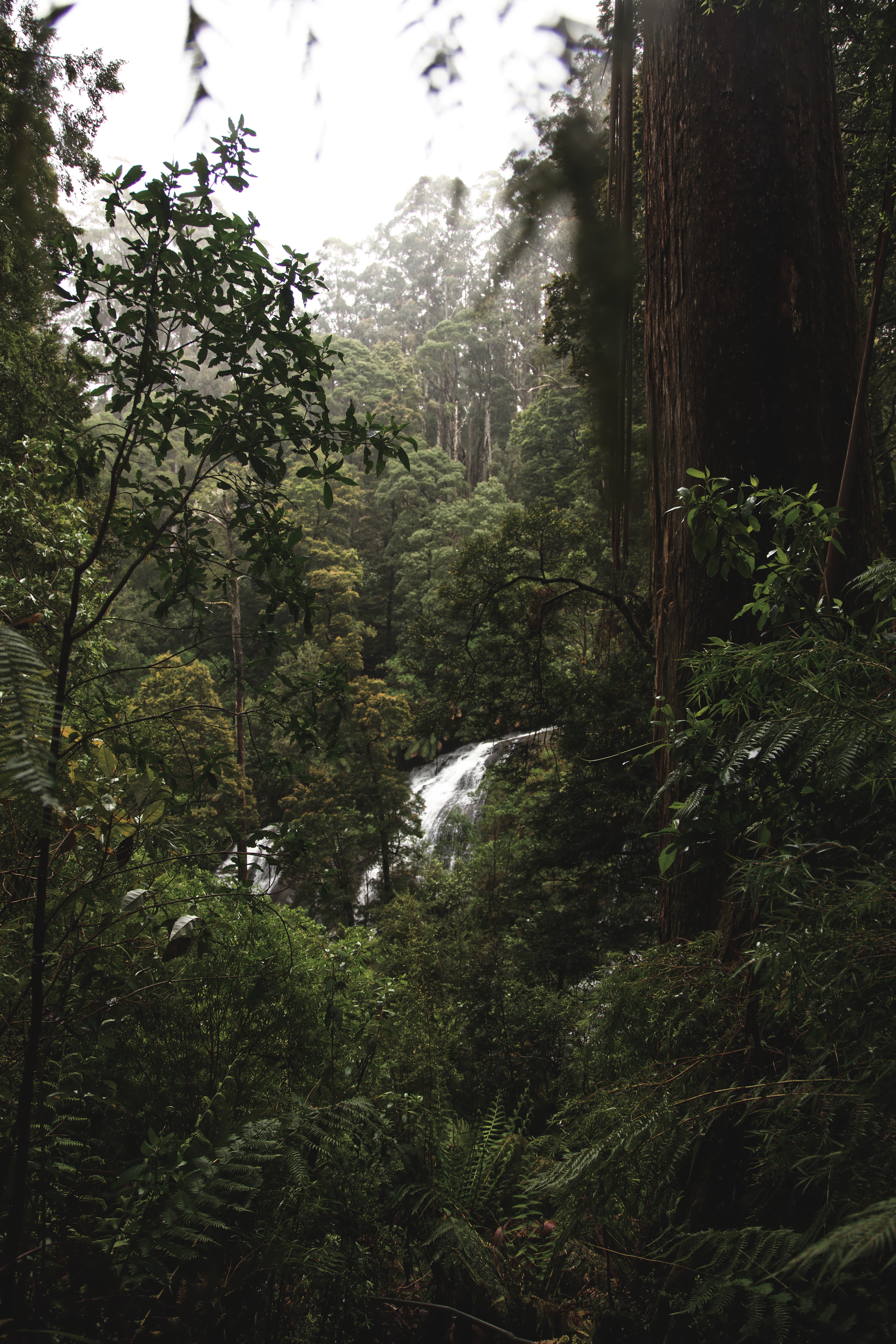 jungle, bush, trees, nature, waterfall, forest HD wallpaper