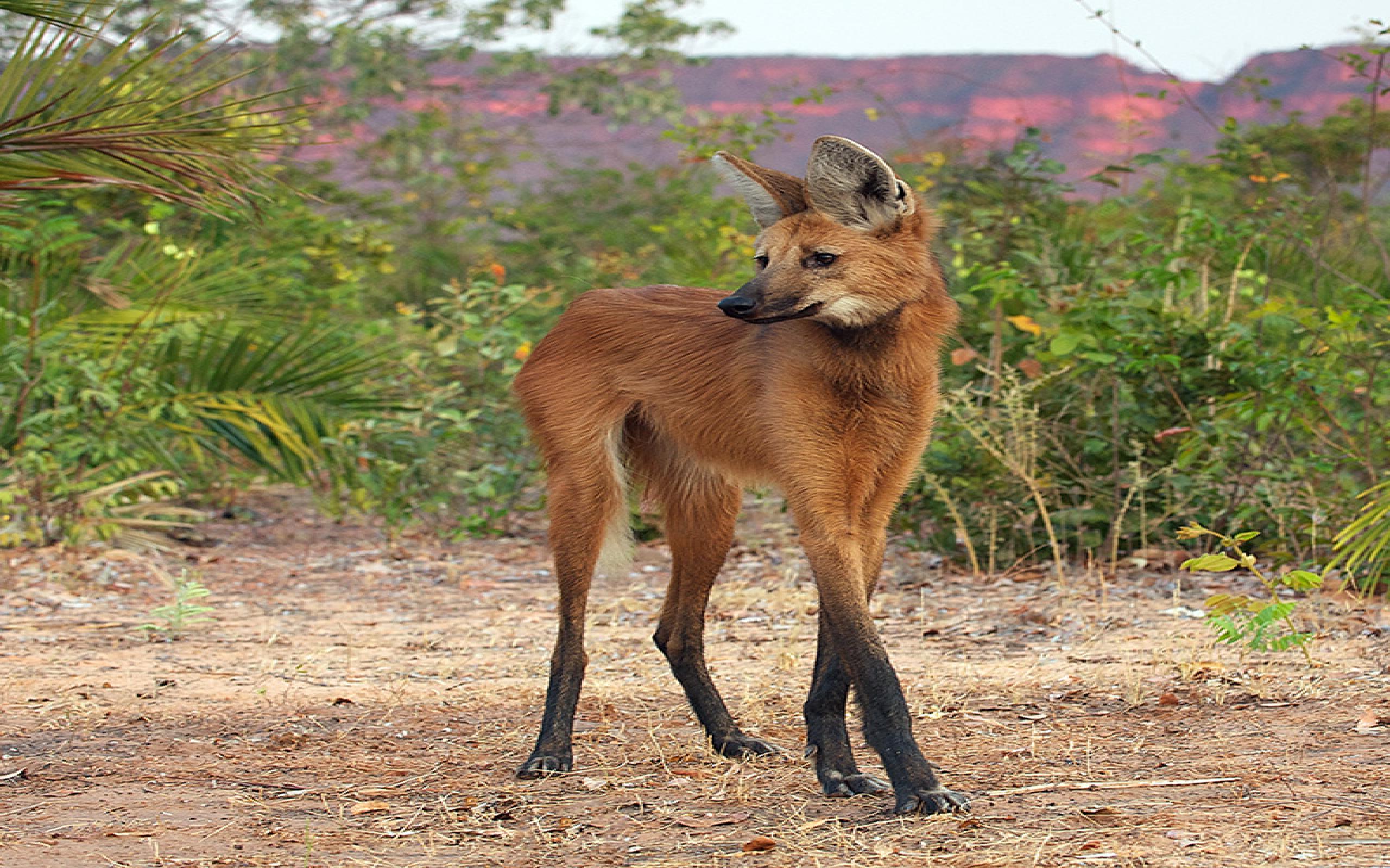 1500412 descargar imagen animales, lobo amelenado: fondos de pantalla y protectores de pantalla gratis