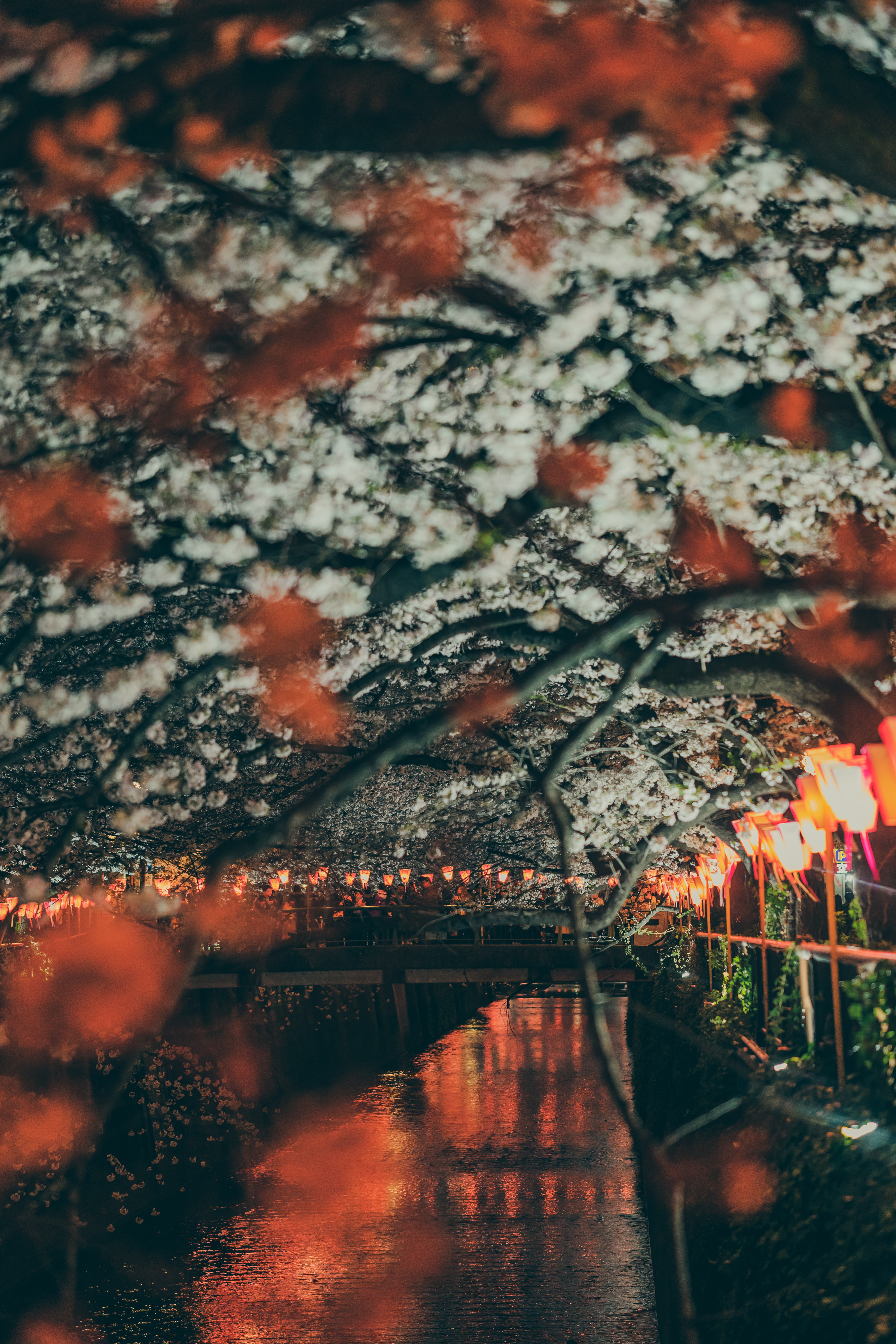 sakura, embankment, lanterns, cities, rivers, lights, park, bridge, quay