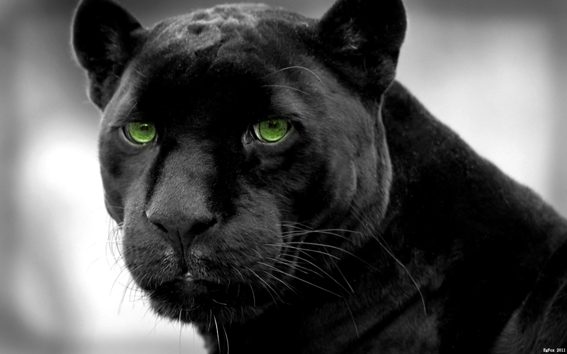Free download wallpaper Animal, Black Panther on your PC desktop