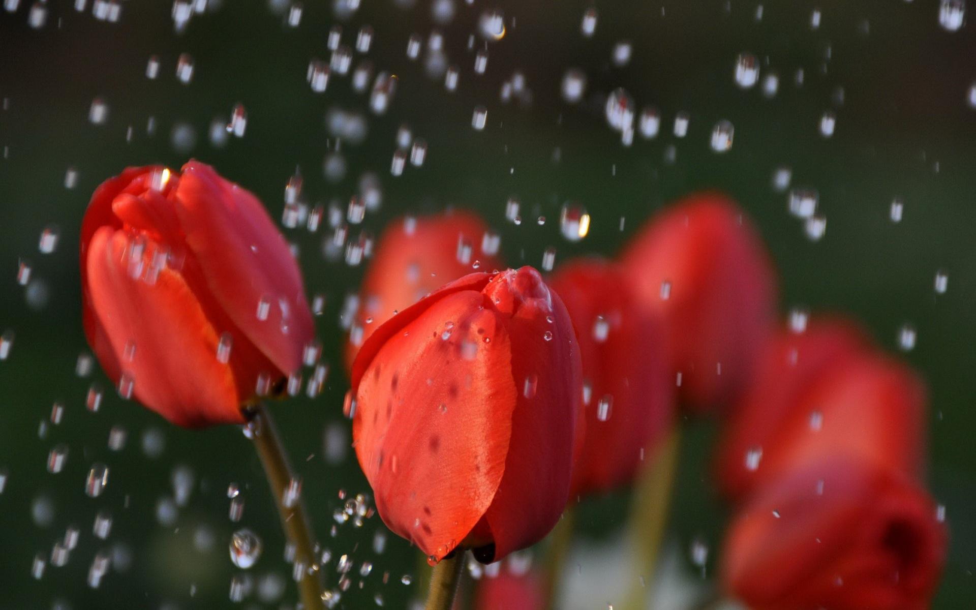 Descarga gratis la imagen Tulipán, Tierra/naturaleza en el escritorio de tu PC