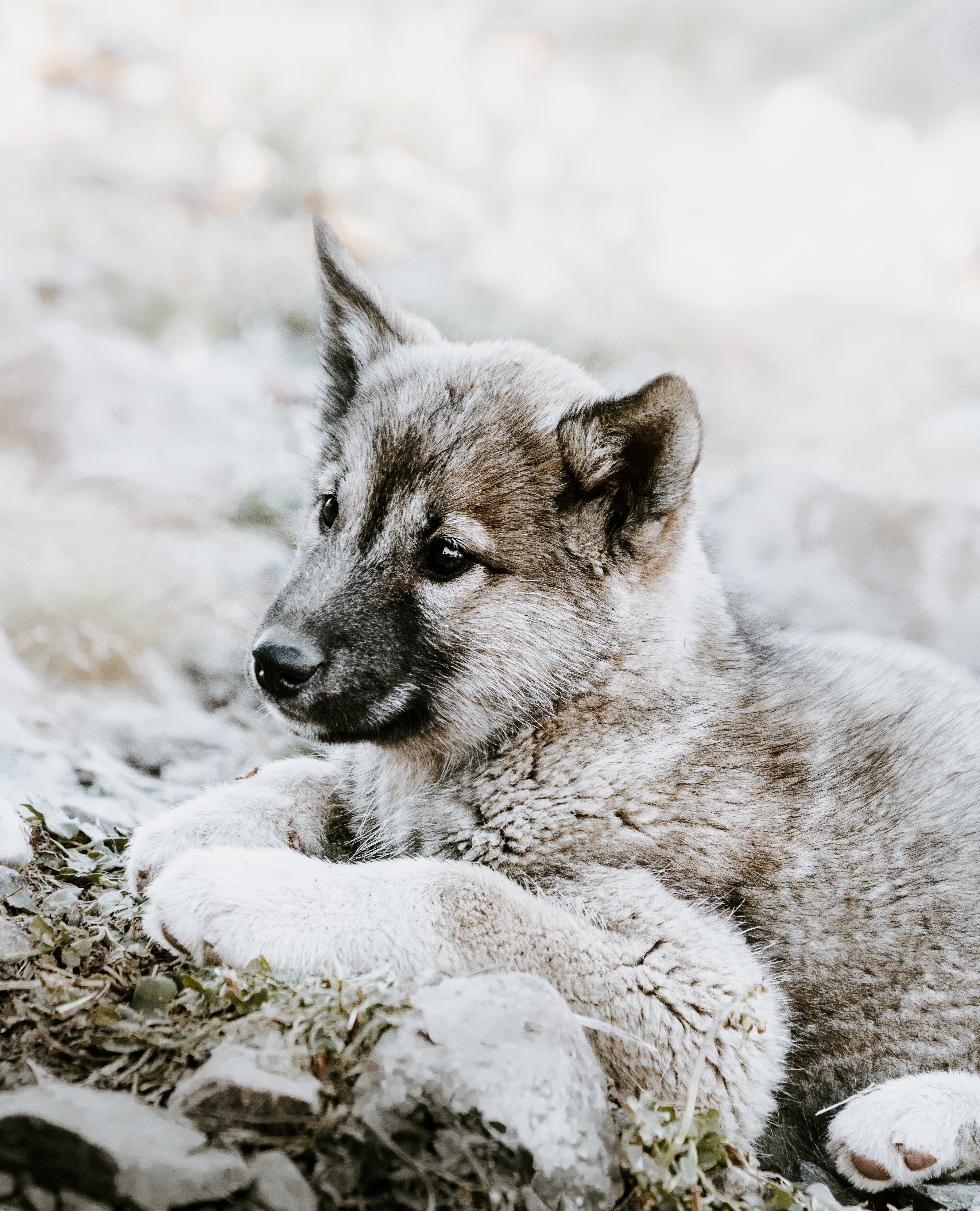 czechoslovak wolf dog, animals, lies, sadness, puppy, sorrow, czechoslovakian wolfdog