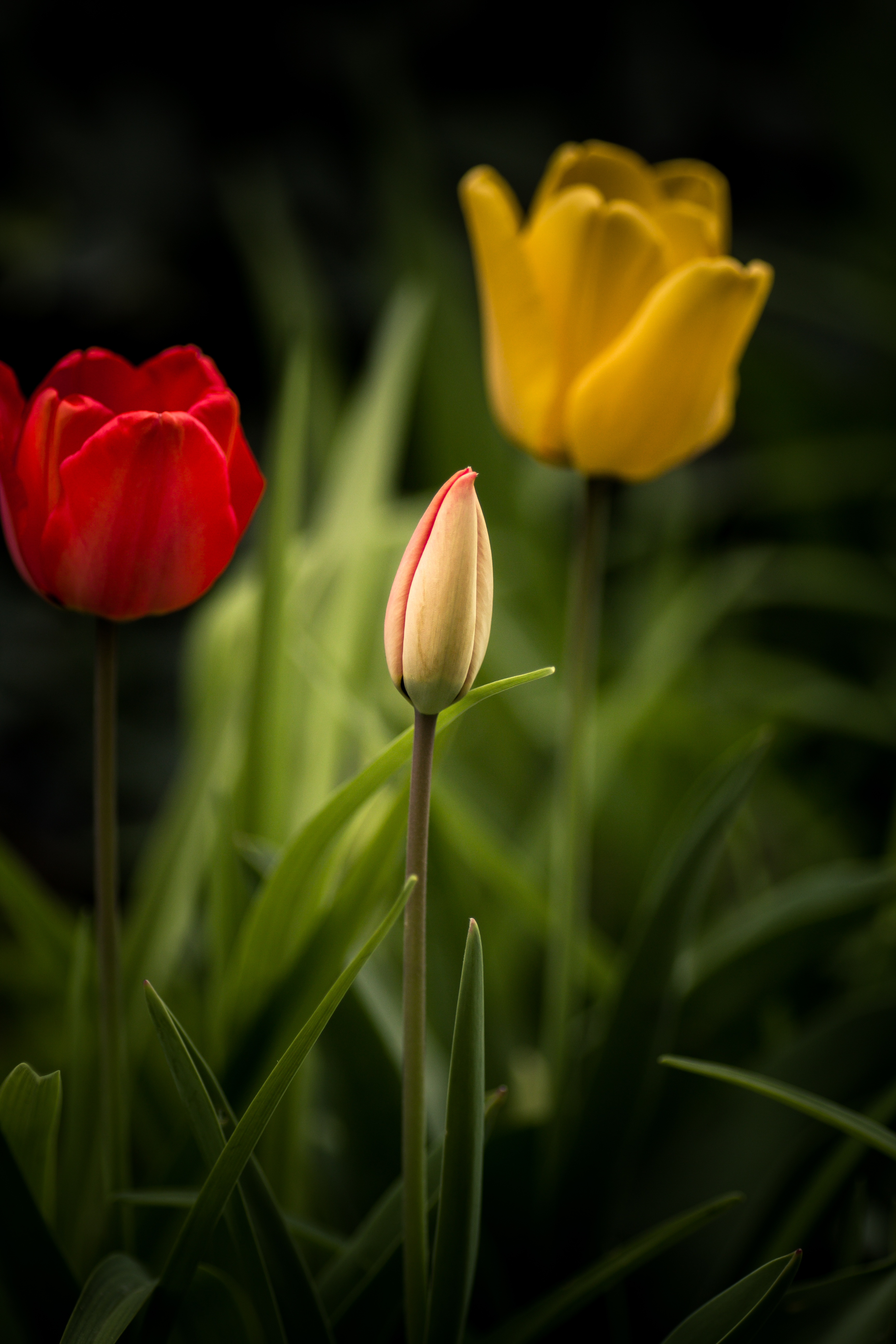Téléchargez gratuitement l'image Feuilles, Parterre, Fleurs, Tulipes, Parterre De Fleurs sur le bureau de votre PC