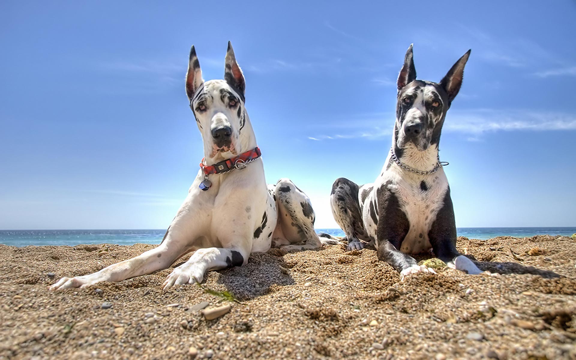great dane, animal, beach, dog, dogs