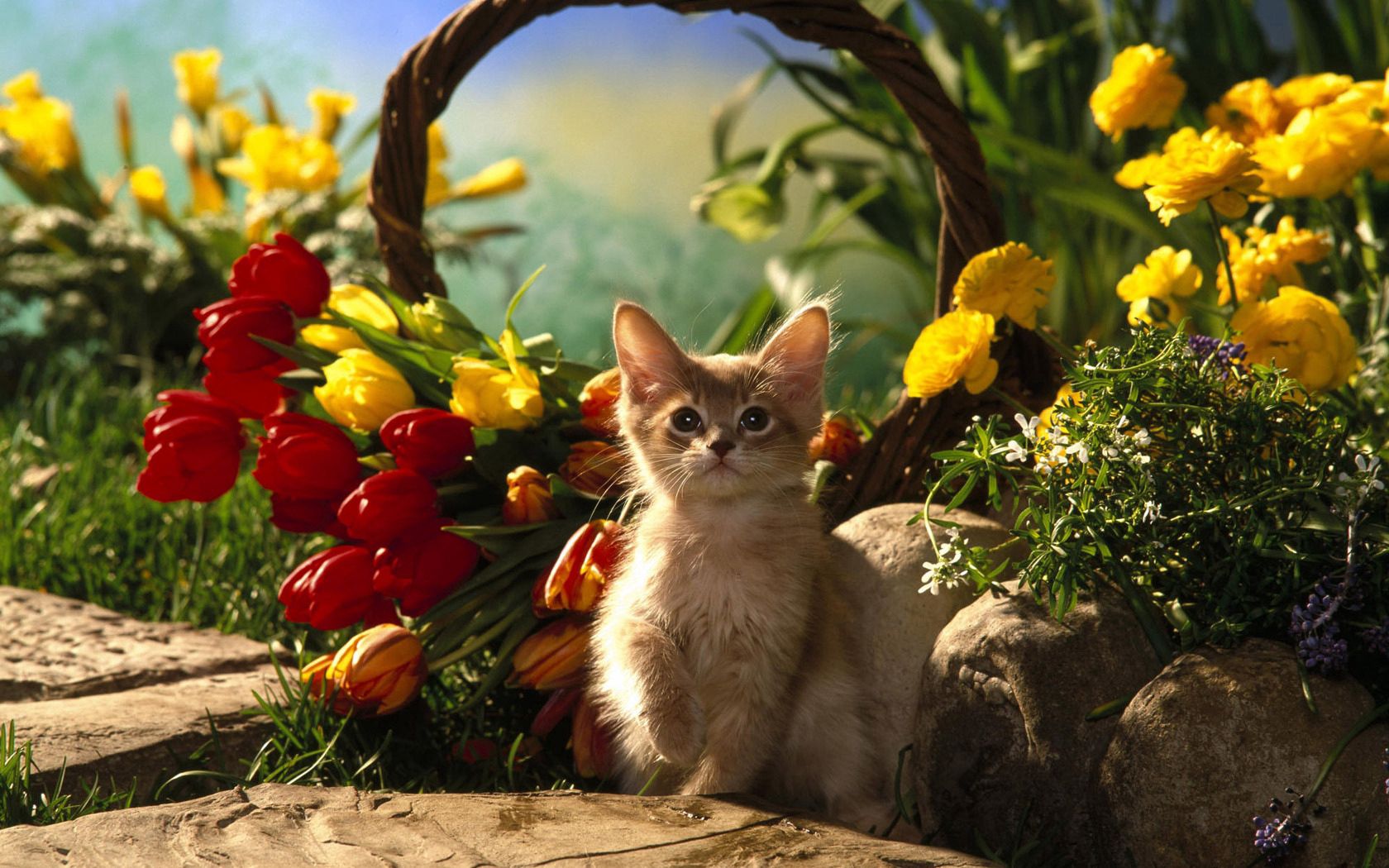 Download mobile wallpaper Basket, Kitty, Animals, Grass, Stones, Sit, Flowers, Shadow, Kitten, Tulips for free.