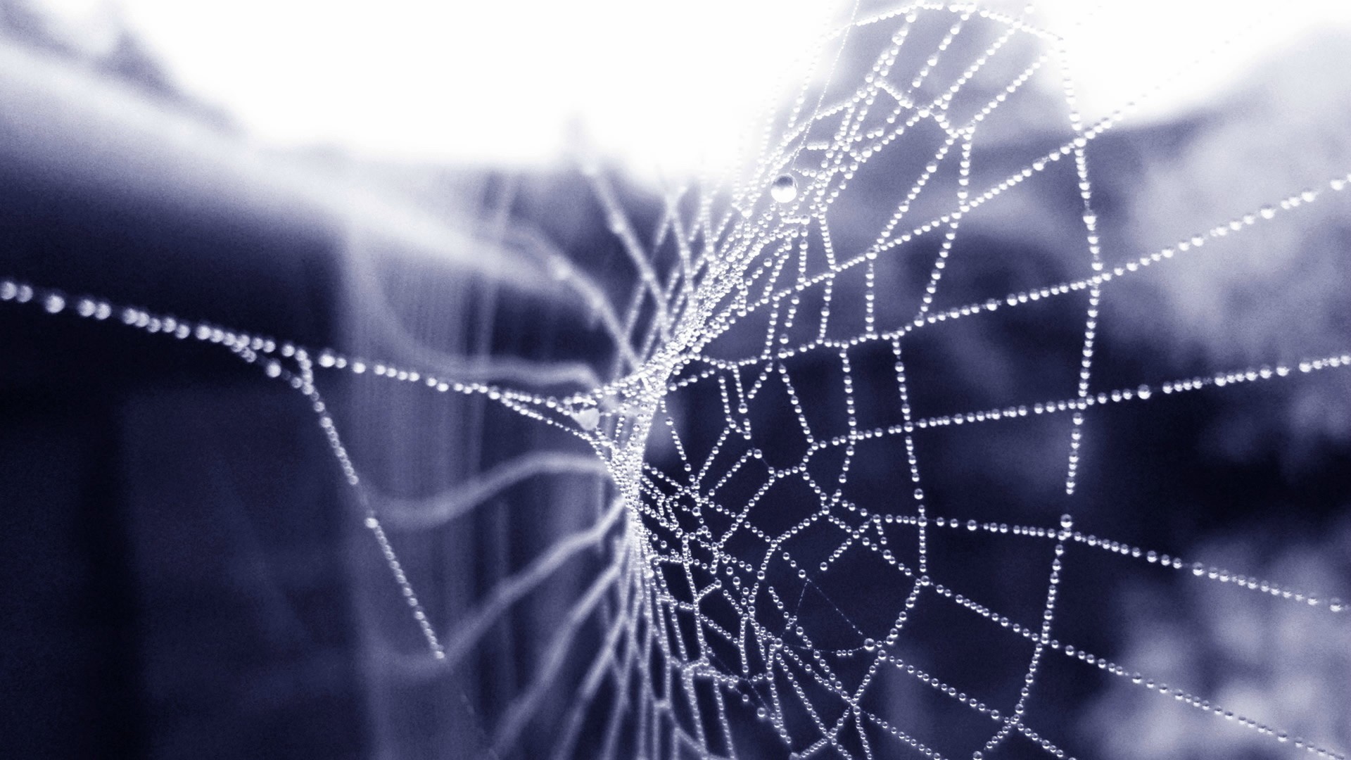 Panoramic Wallpapers Spider Web 