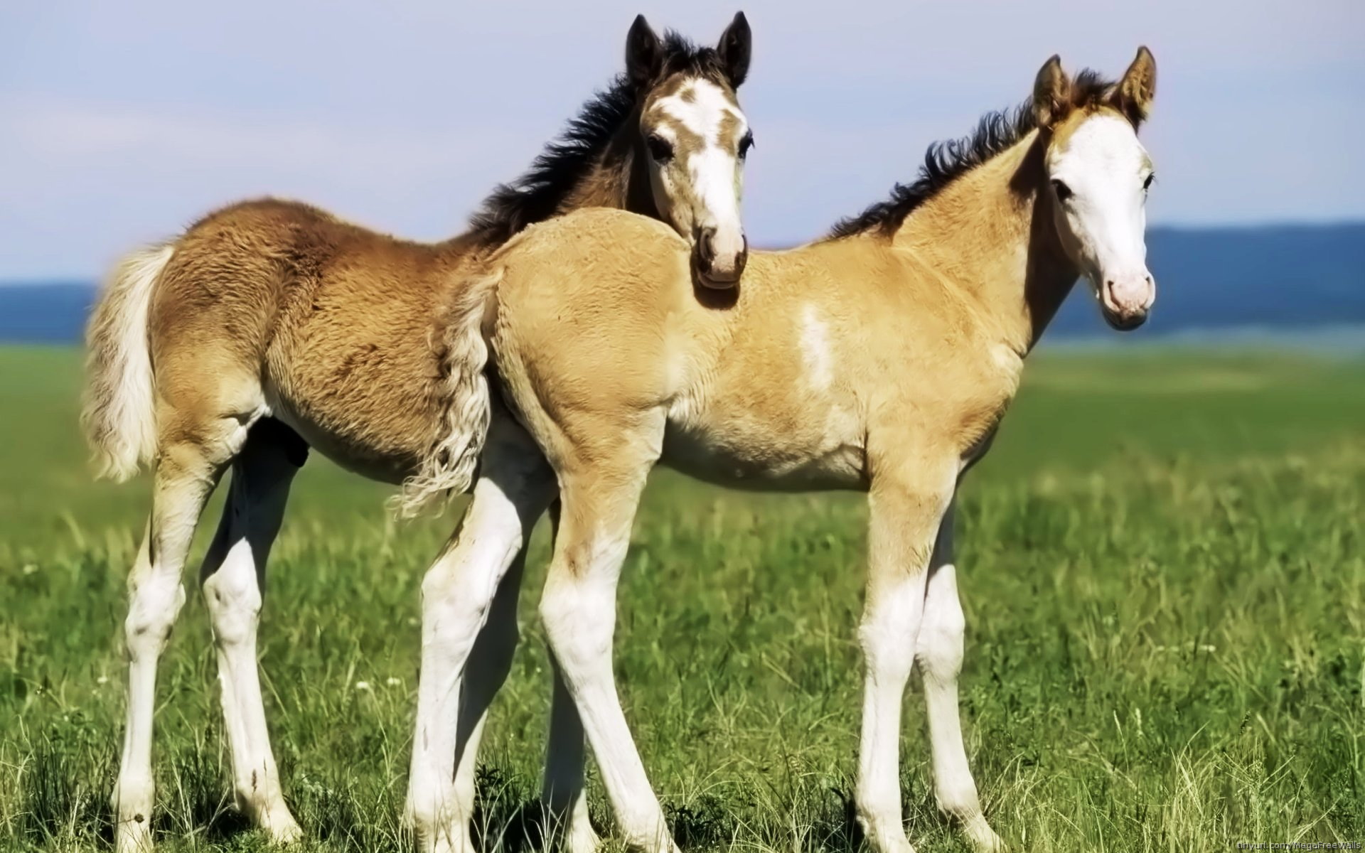 PCデスクトップに動物, 馬, 赤ちゃん動物画像を無料でダウンロード