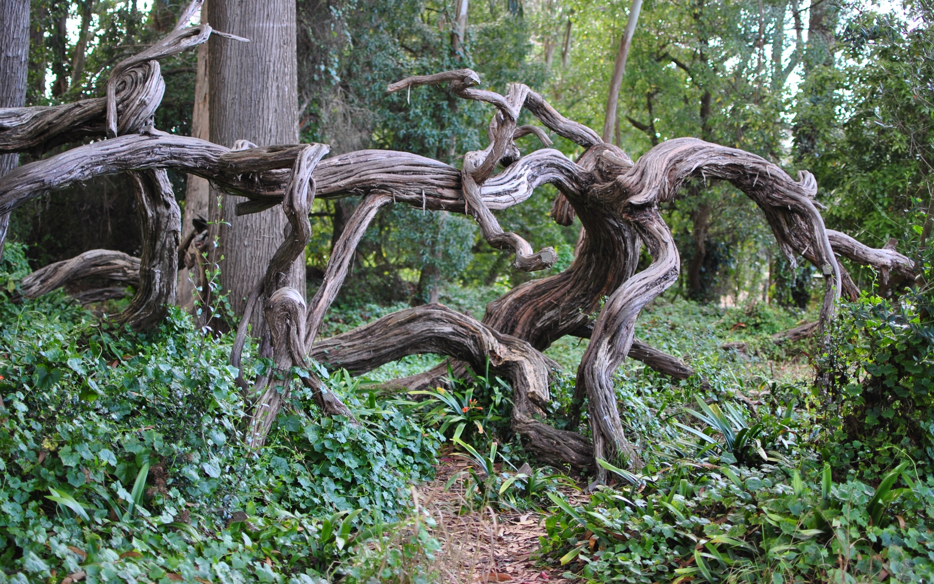 662581 Hintergrundbild herunterladen menschengemacht, golden gate park - Bildschirmschoner und Bilder kostenlos