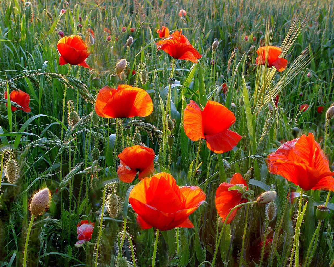 Download mobile wallpaper Greens, Field, Poppies, Summer, Grass, Flowers for free.