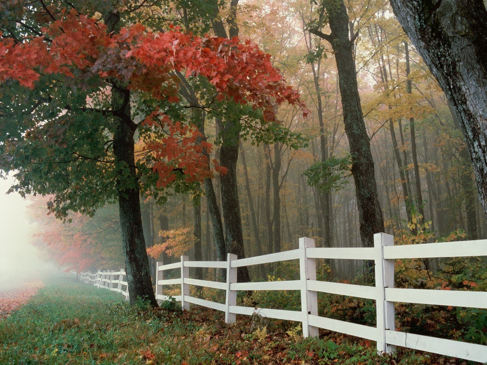 Скачать обои бесплатно Забор, Деревья, Туман, Природа, Осень, Листья картинка на рабочий стол ПК
