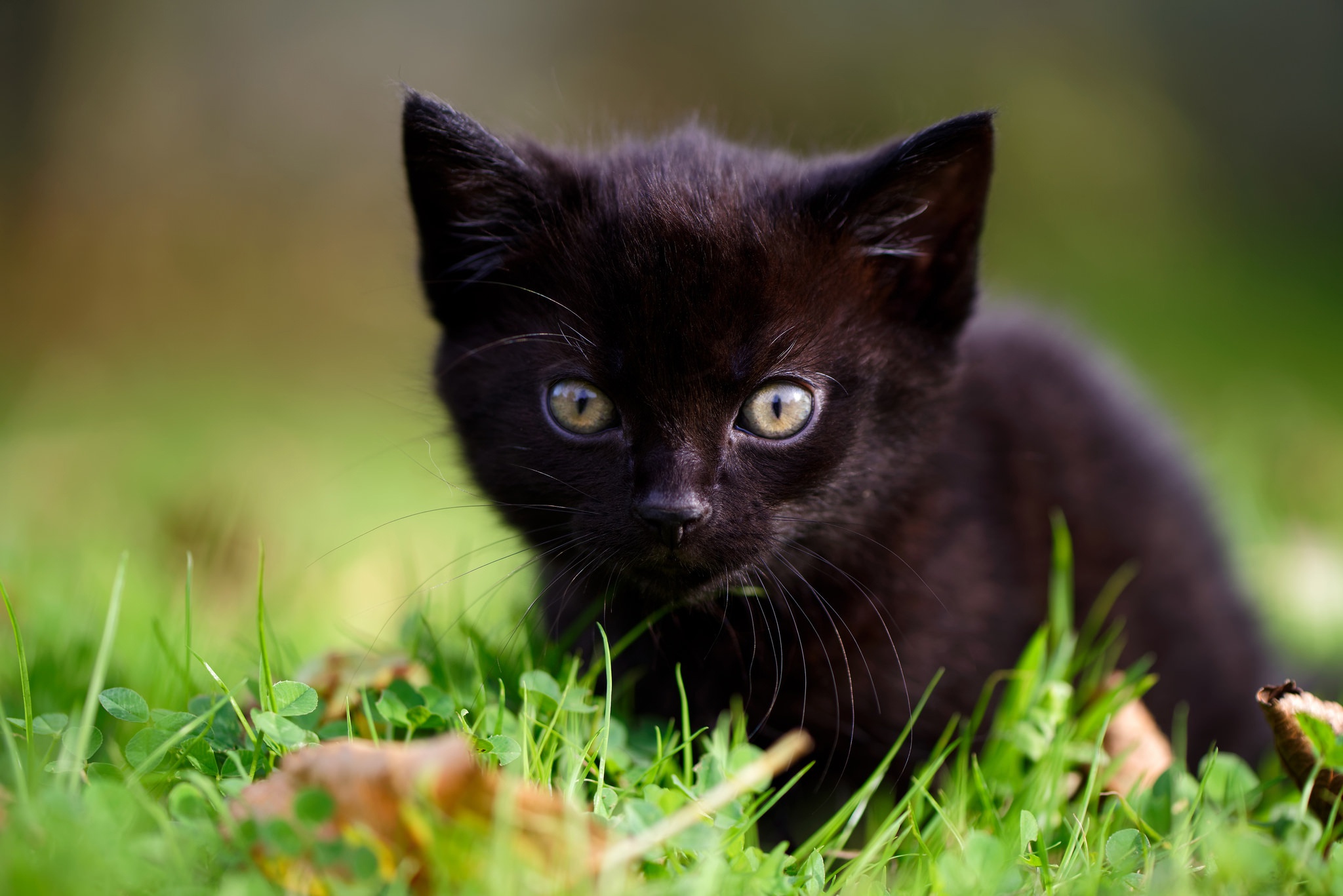 Téléchargez gratuitement l'image Animaux, Chats, Chat, Chaton, Bébé Animal sur le bureau de votre PC