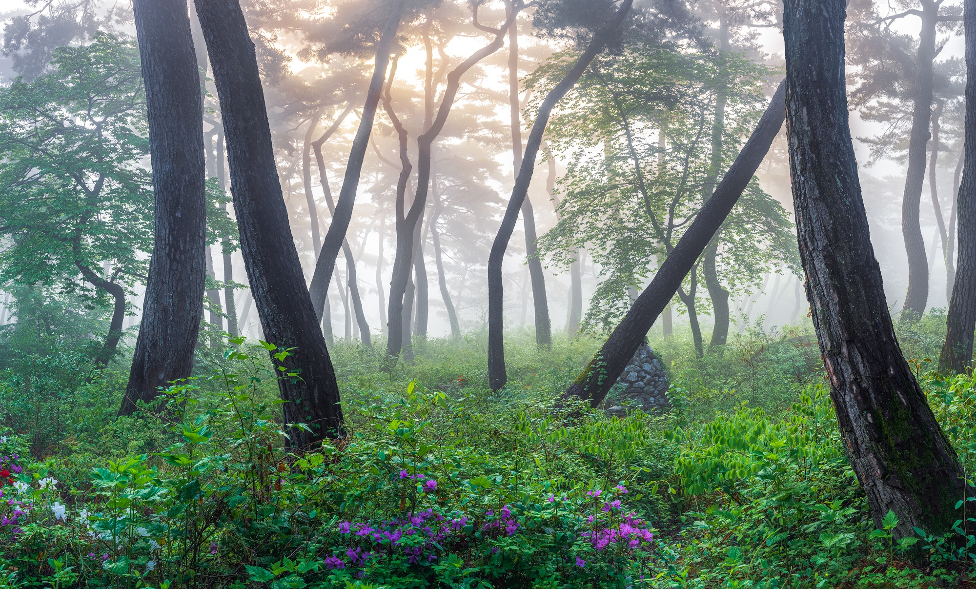 Скачать картинку Лес, Туман, Корея, Земля/природа в телефон бесплатно.