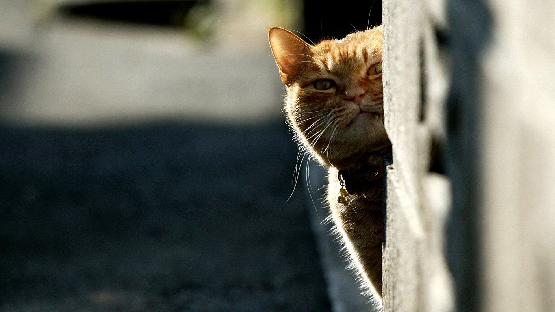 Baixar papel de parede para celular de Animais, Gatos, Gato gratuito.