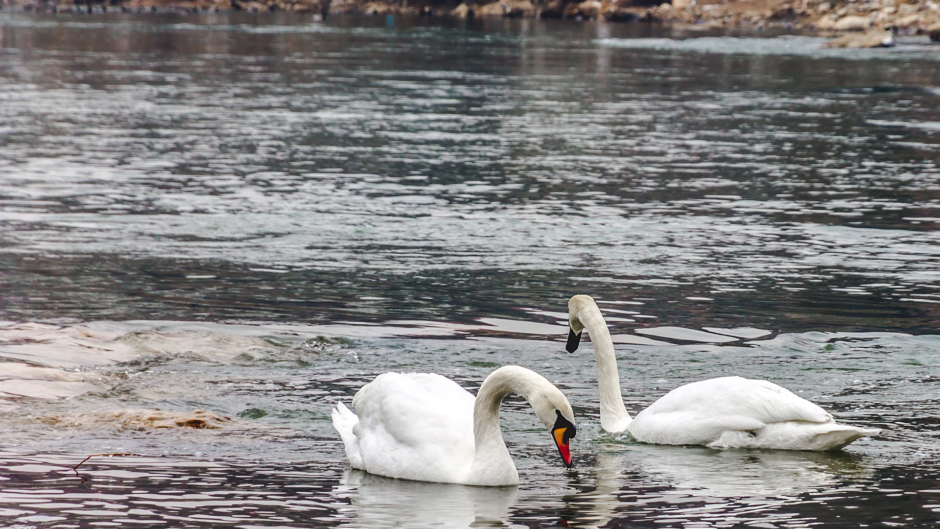 Descarga gratuita de fondo de pantalla para móvil de Animales, Rio, Cisne, Aves, Cisne Vulgar.