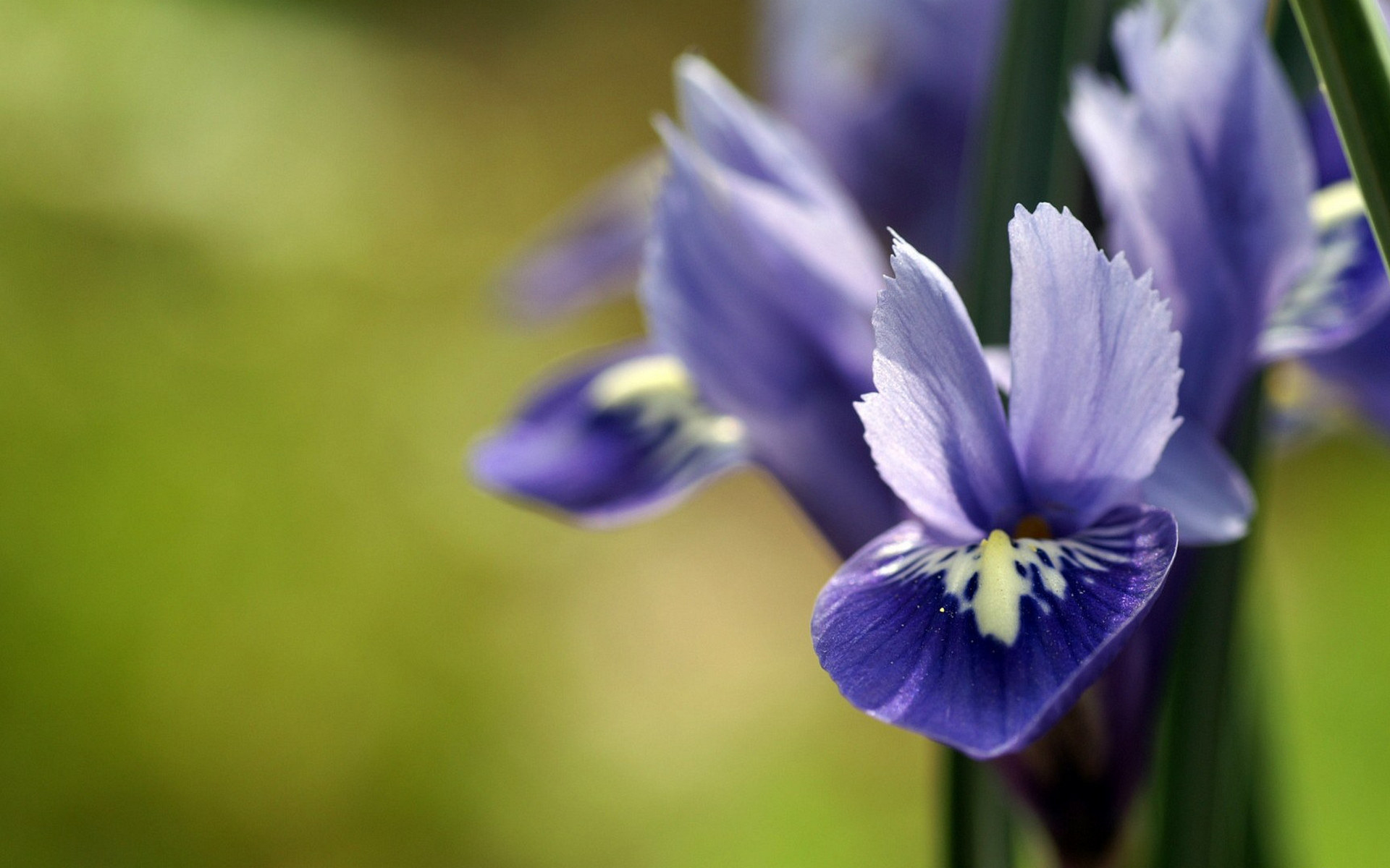 Téléchargez des papiers peints mobile Iris, Fleurs, Fleur, Terre/nature gratuitement.