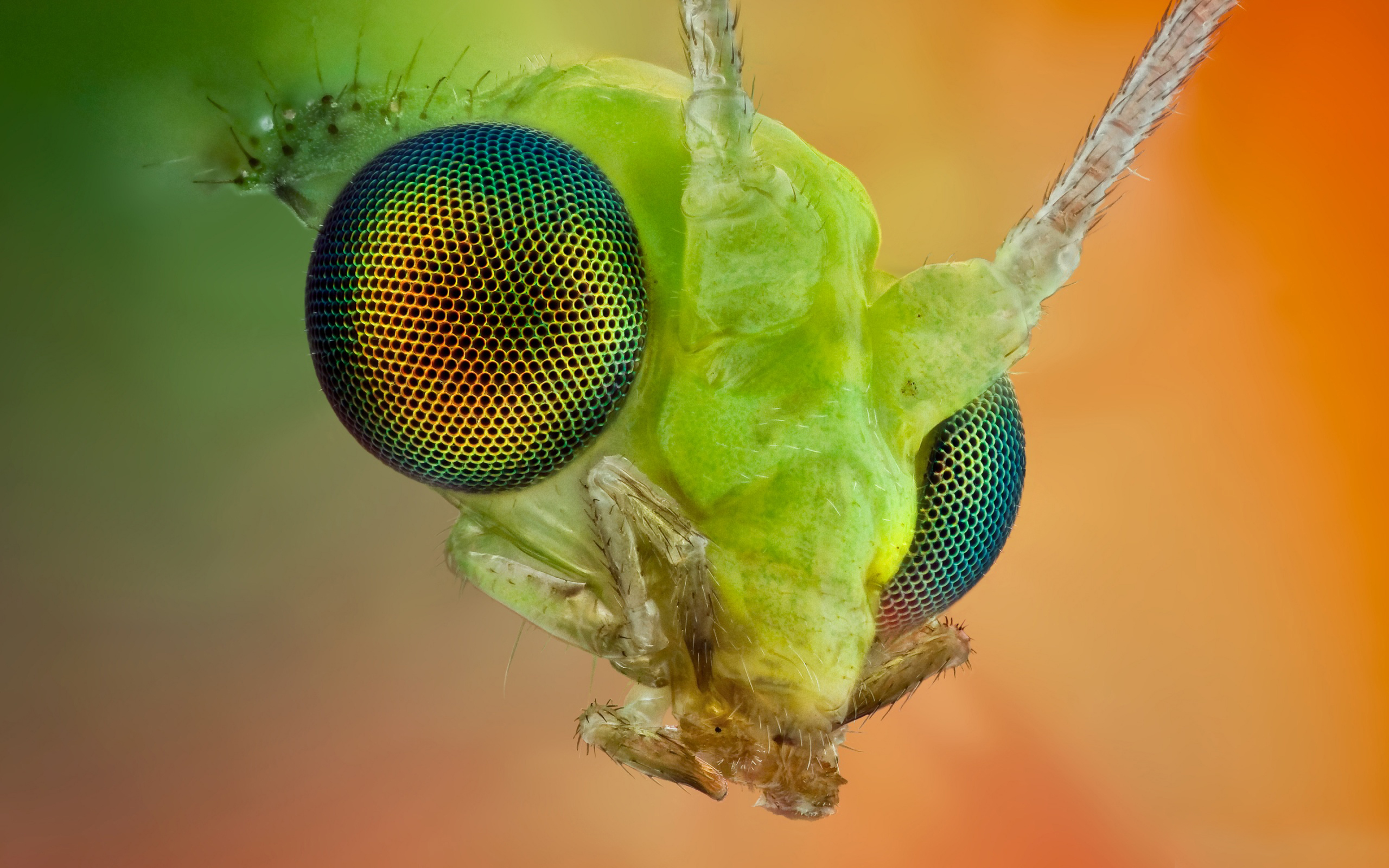 Téléchargez gratuitement l'image Animaux, Macro, Insecte sur le bureau de votre PC