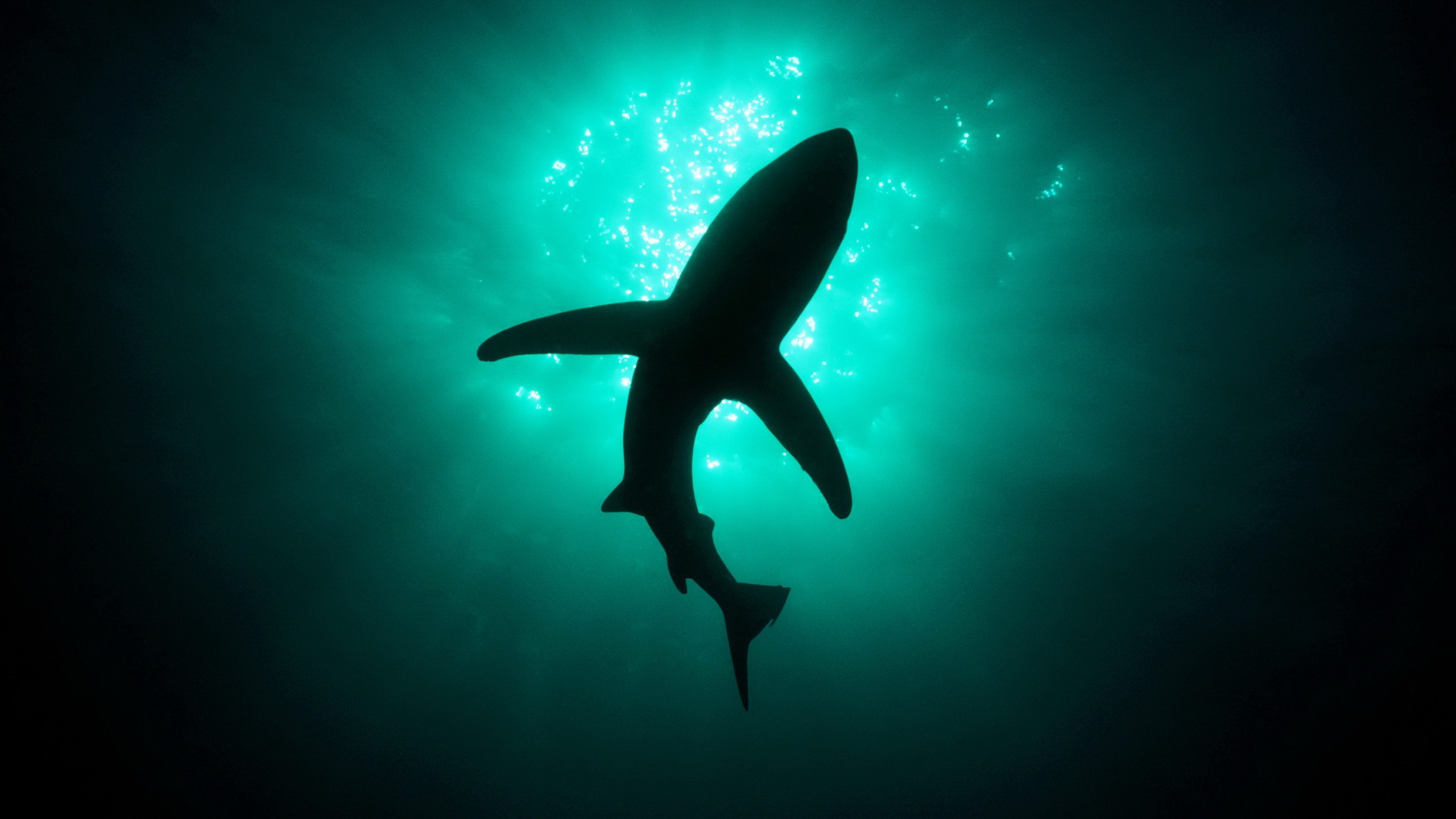 284156 télécharger l'image requin, animaux, les requins - fonds d'écran et économiseurs d'écran gratuits