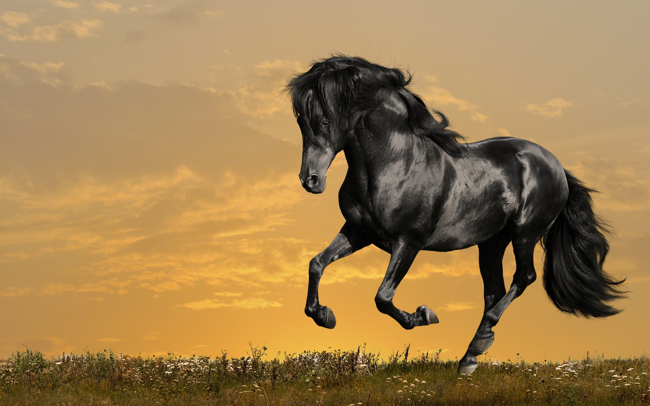 167520 descargar fondo de pantalla caballo, animales: protectores de pantalla e imágenes gratis