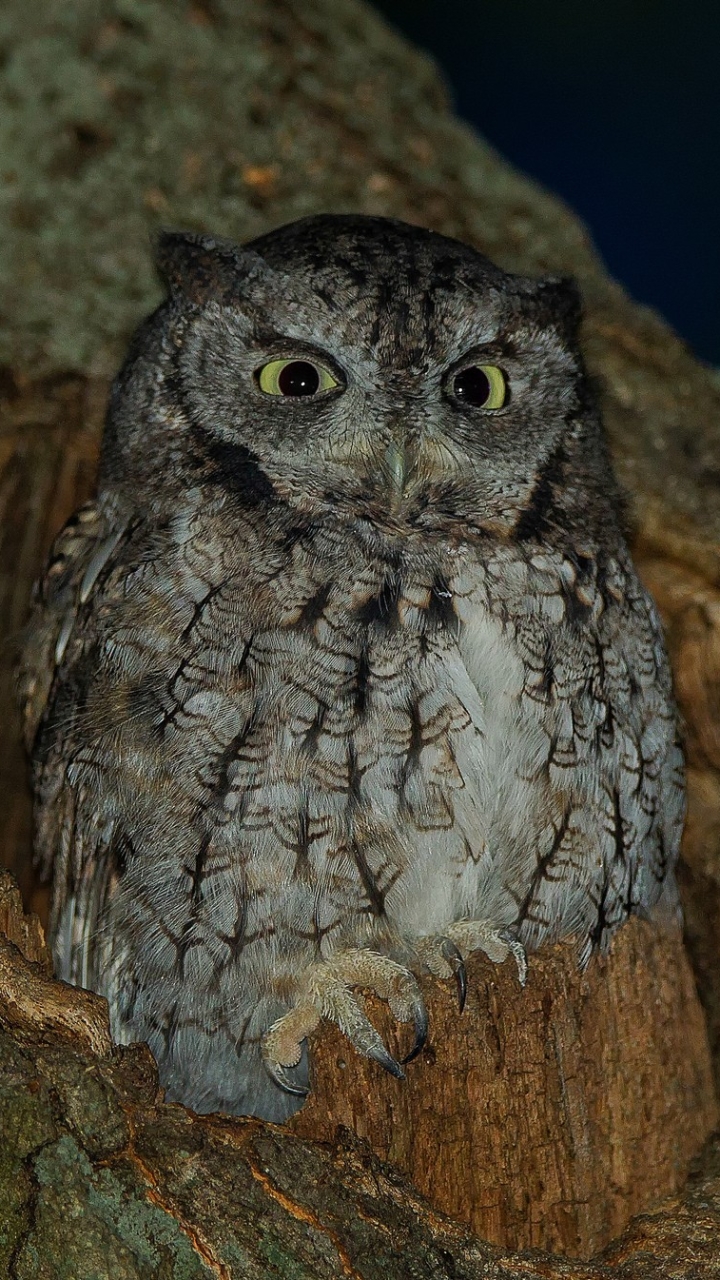 Descarga gratuita de fondo de pantalla para móvil de Animales, Noche, Búho, Aves.