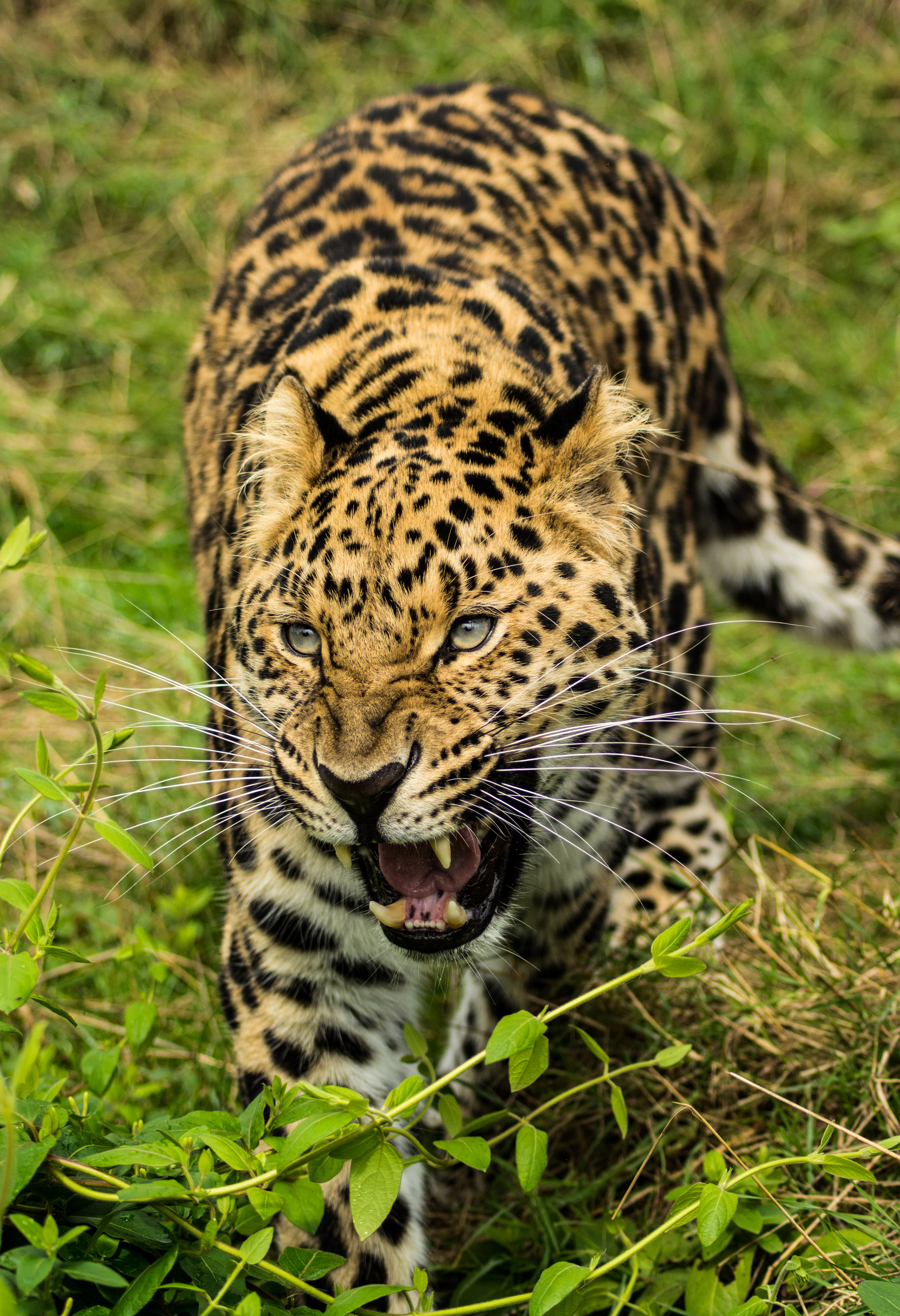 103324 Bild herunterladen tiere, leopard, fallen, raubtier, predator, große katze, big cat, sicht, meinung, mund - Hintergrundbilder und Bildschirmschoner kostenlos