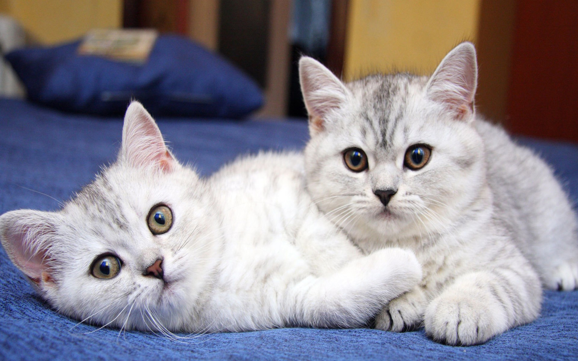 Baixe gratuitamente a imagem Animais, Gatos, Gato na área de trabalho do seu PC