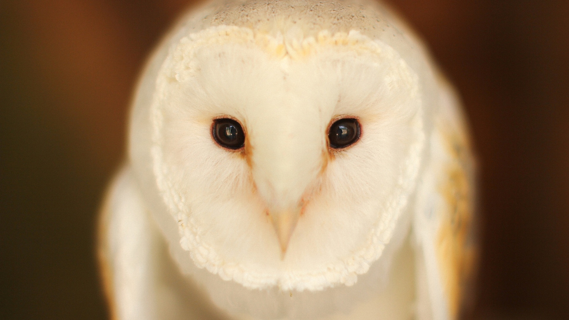 Free download wallpaper Birds, Animal, Barn Owl on your PC desktop
