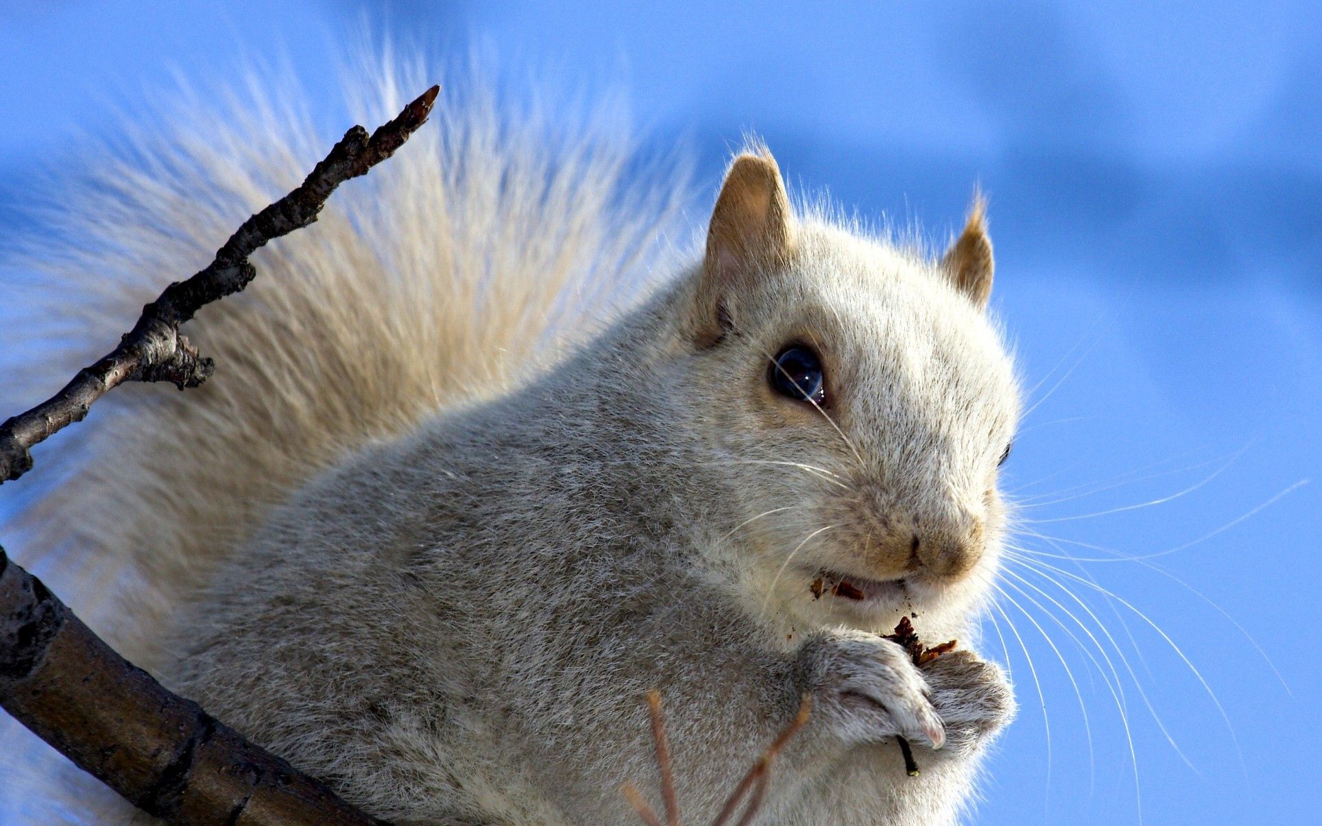 Free download wallpaper Squirrel, Background, Sky, Muzzle, Animals on your PC desktop