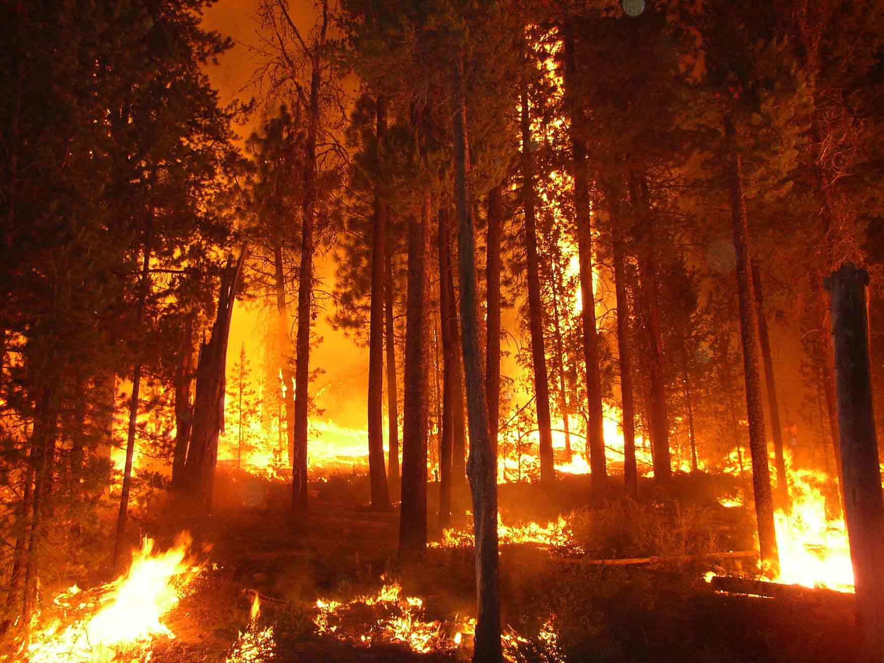 Descarga gratuita de fondo de pantalla para móvil de Naturaleza, Fuego, Bosque, Fotografía.