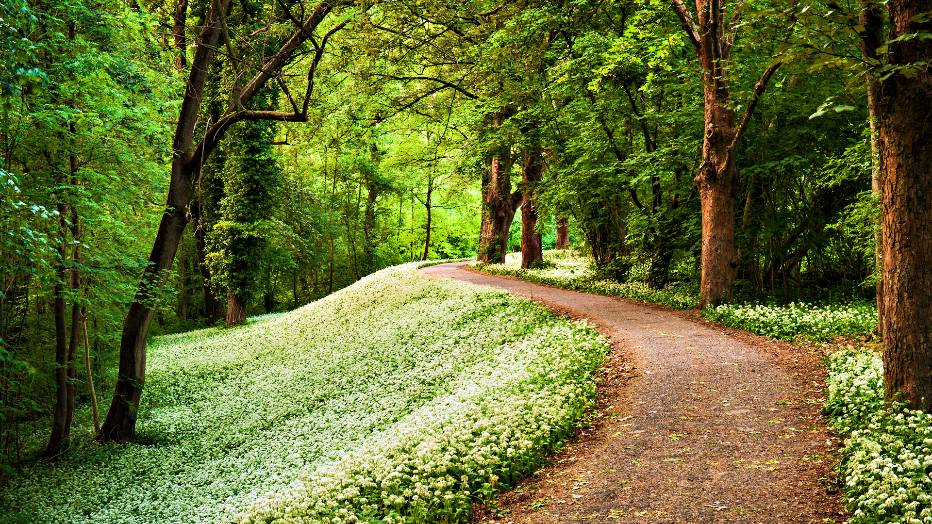 nature, tree, flower, man made, path