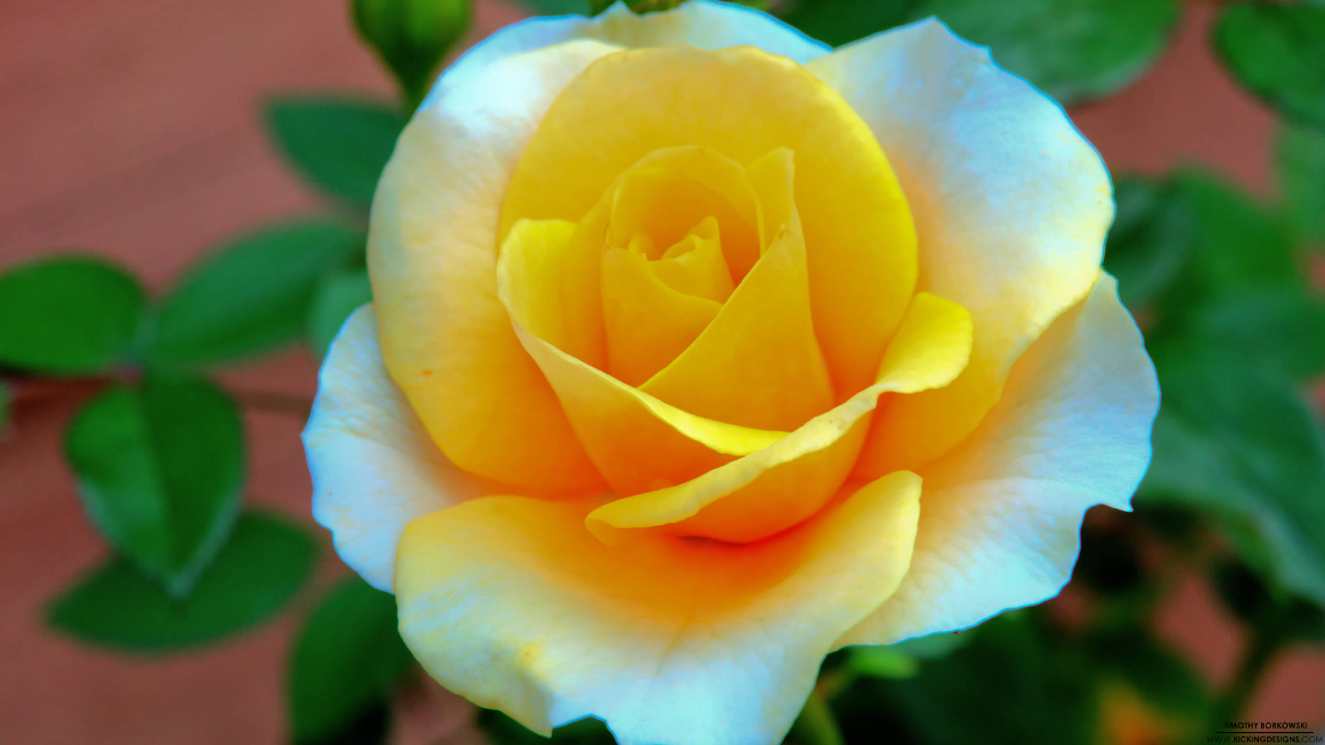 Baixe gratuitamente a imagem Flores, Rosa, Flor, Flor Amarela, Terra/natureza na área de trabalho do seu PC