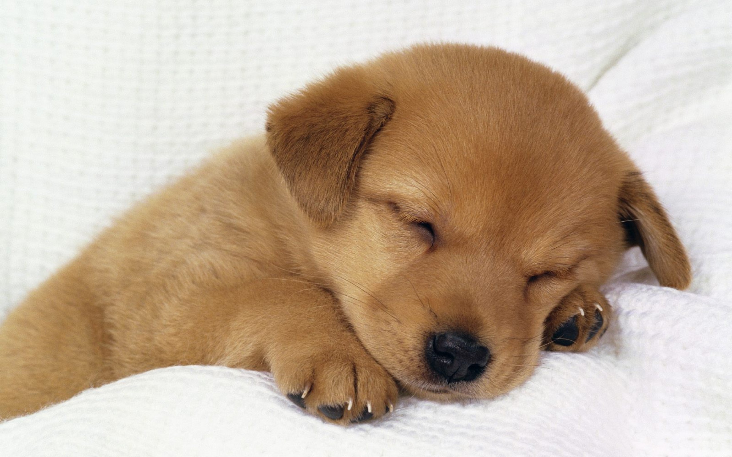 Download mobile wallpaper Animal, Puppy for free.