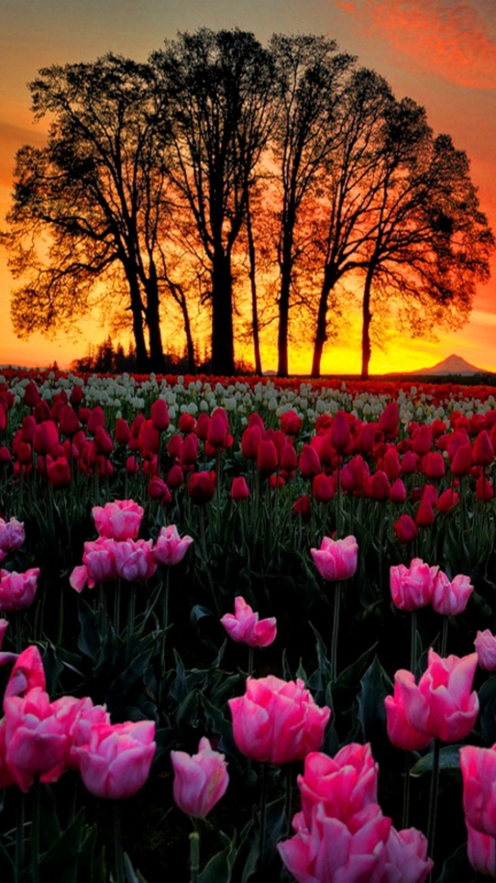 Download mobile wallpaper Flowers, Sunset, Flower, Tree, Earth, Tulip, Red Flower, Pink Flower for free.