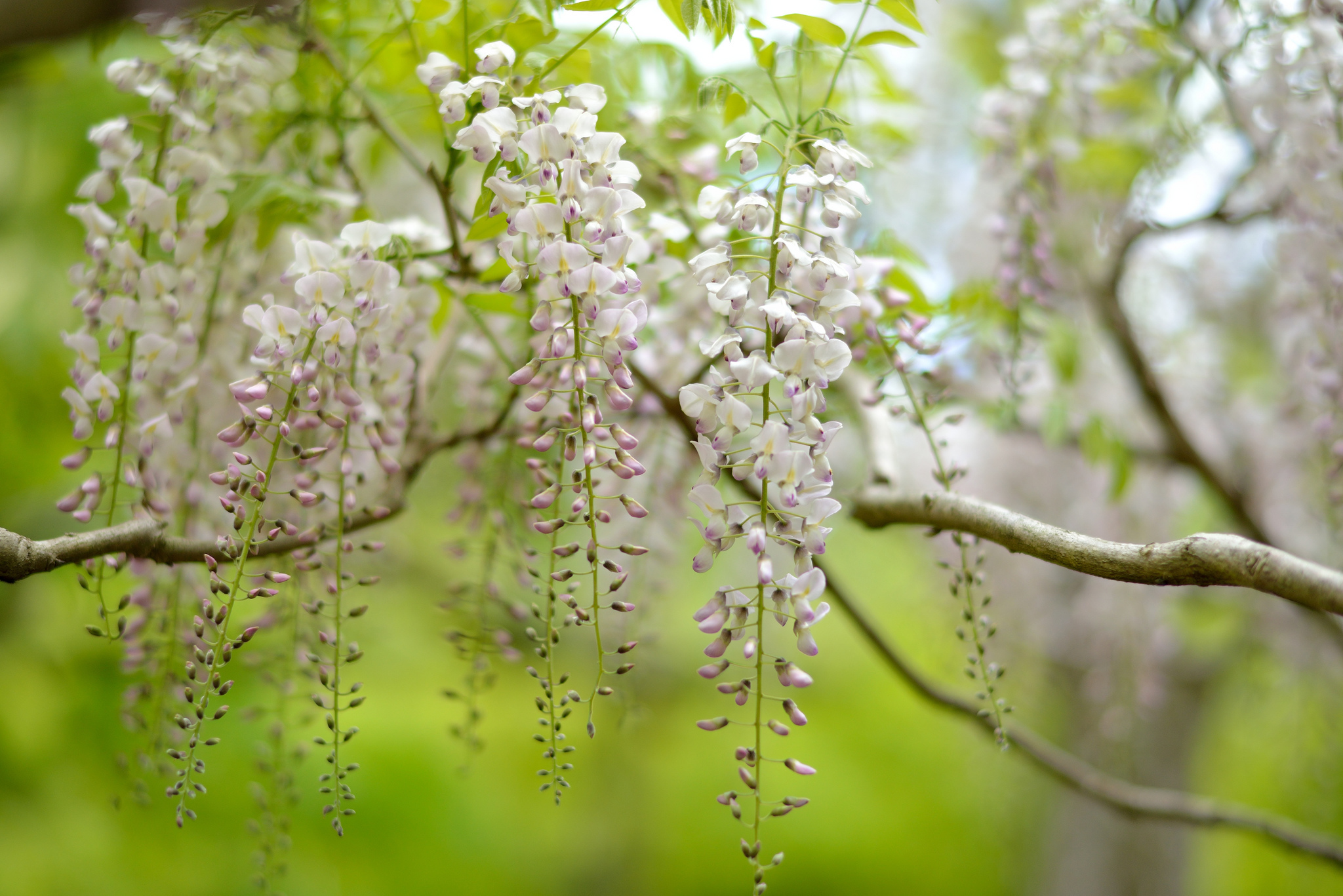 Descarga gratuita de fondo de pantalla para móvil de Flores, Florecer, Tierra/naturaleza.