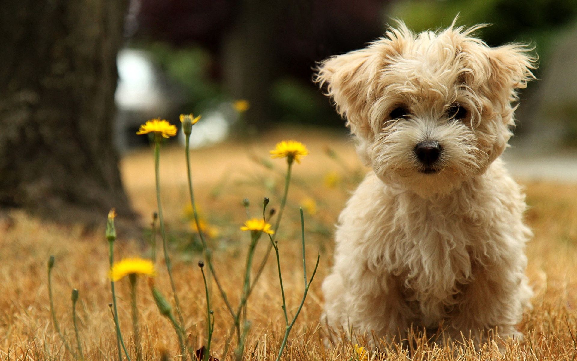 118535 скачать картинку собака, цветок, щенок, животные, трава - обои и заставки бесплатно
