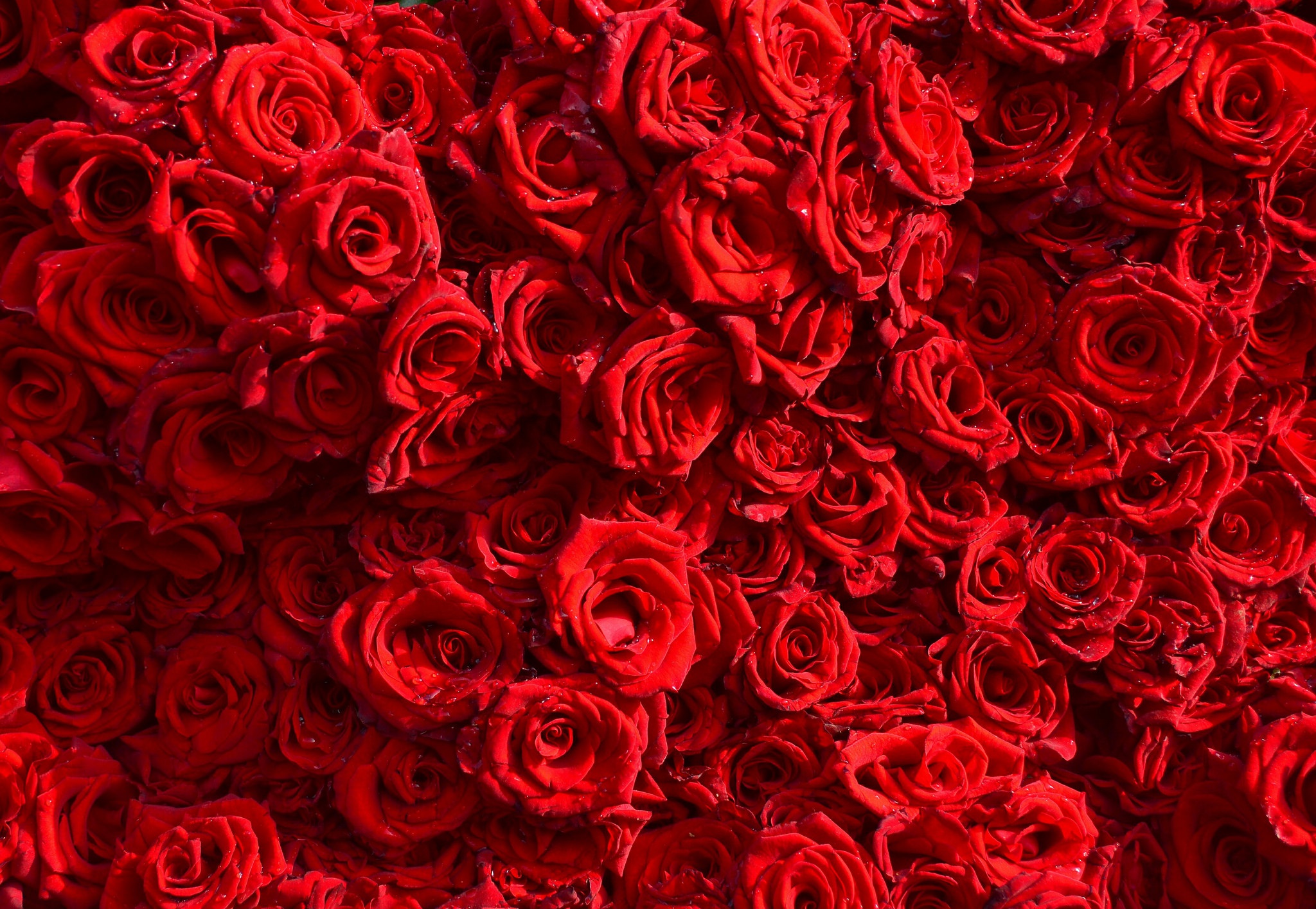 Скачать обои бесплатно Цветок, Роза, Красная Роза, Красный Цветок, Земля/природа, Флауэрсы картинка на рабочий стол ПК