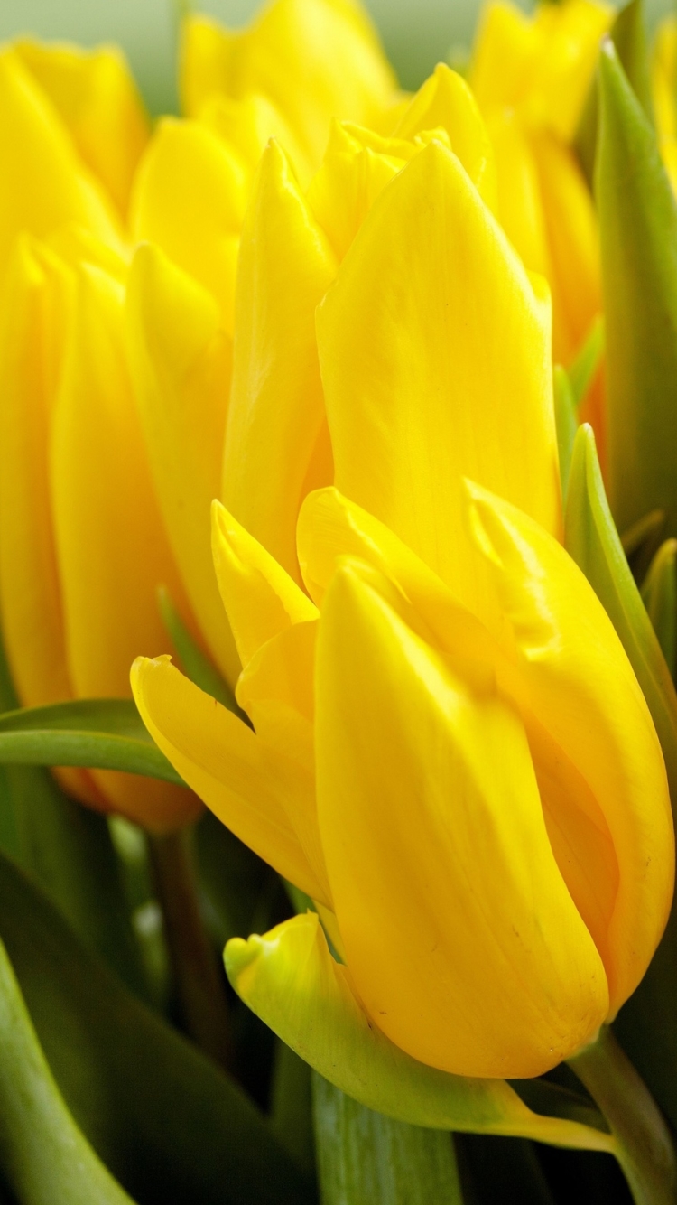 Download mobile wallpaper Flowers, Flower, Earth, Tulip, Yellow Flower for free.