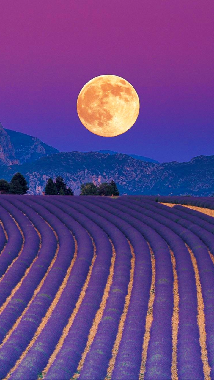Download mobile wallpaper Flowers, Moon, Earth, Field, Lavender for free.