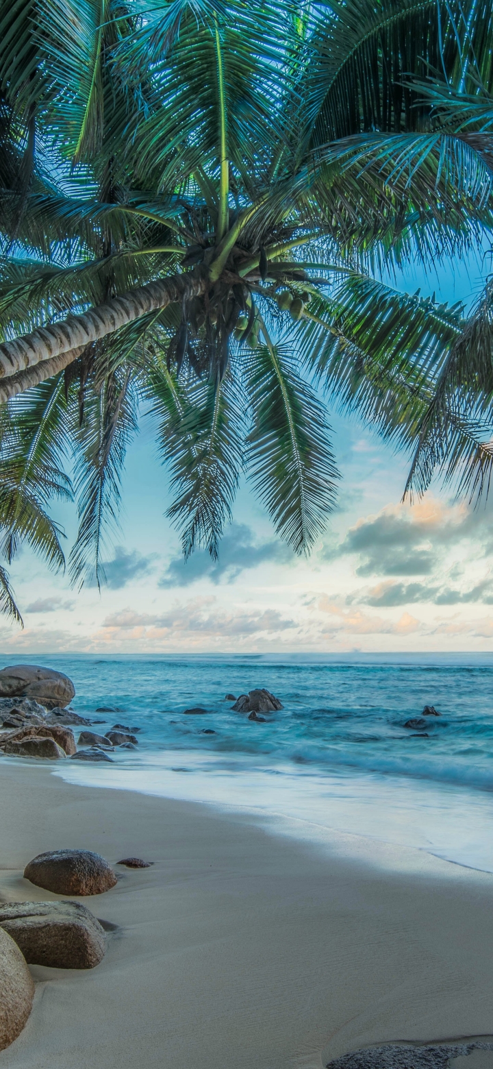Download mobile wallpaper Sea, Horizon, Hdr, Tropical, Photography, Palm Tree for free.